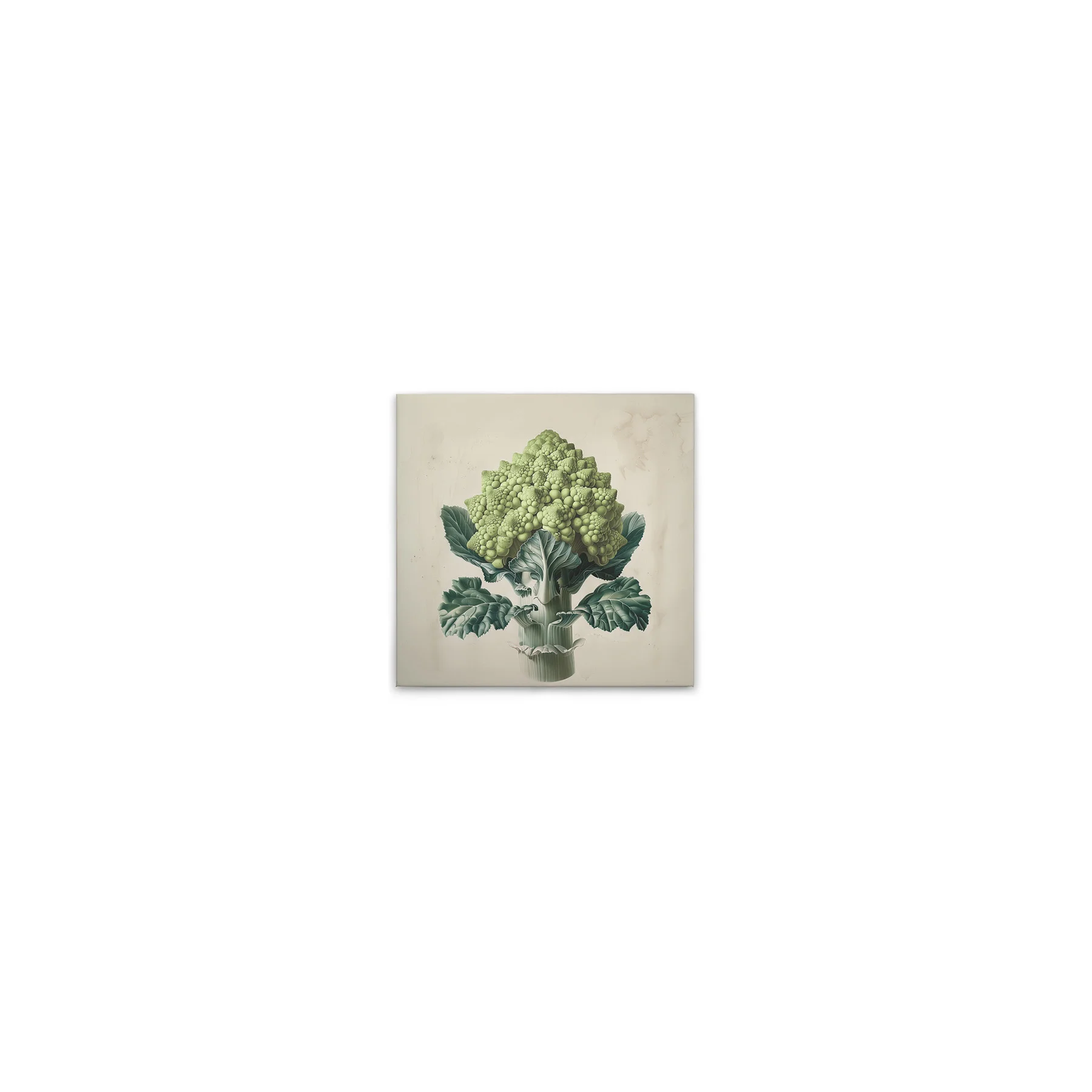 Leinwand Romanesco Green 30 x 30 cm
