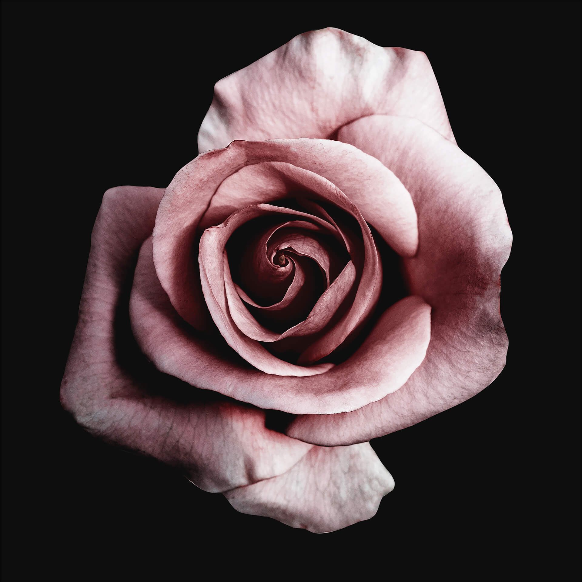 Leinwandbild Rose, rosa, 50x50 cm DD123256