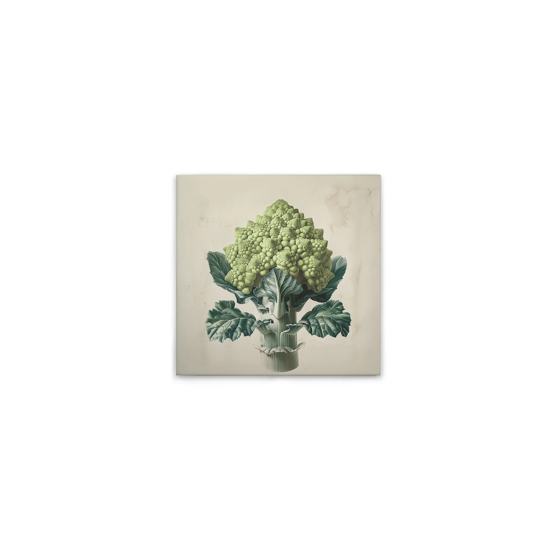 Leinwand Romanesco Green 40 x 40 cm