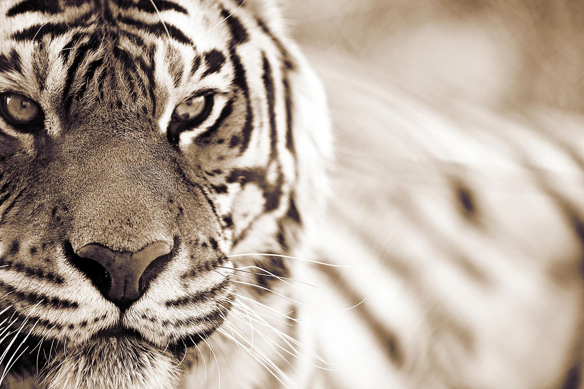 A.S. Création XXL 5 Fototapete, Tiger, 4m x 2,67m DD114684 Dekorbild