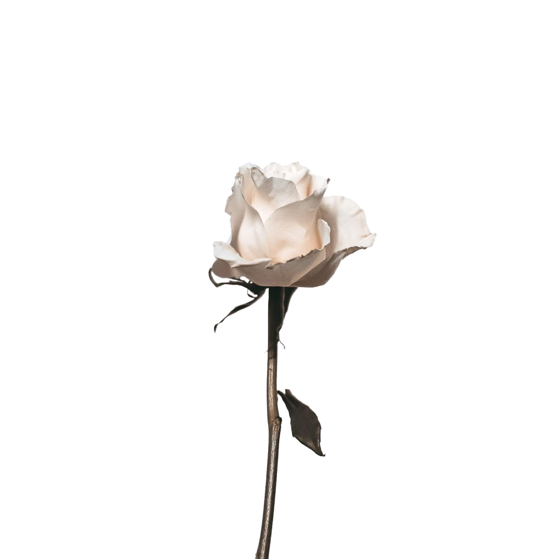 Leinwandbild Rose, weiß, 50x50 cm DD123255