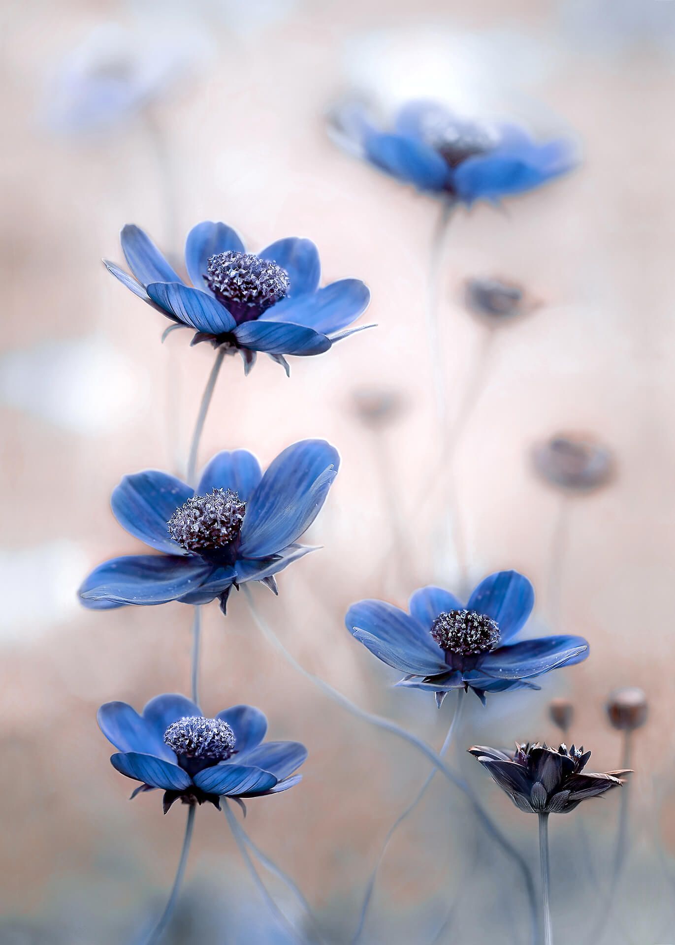 Leinwandbild Blumen, blau, 50x70 cm DD123117