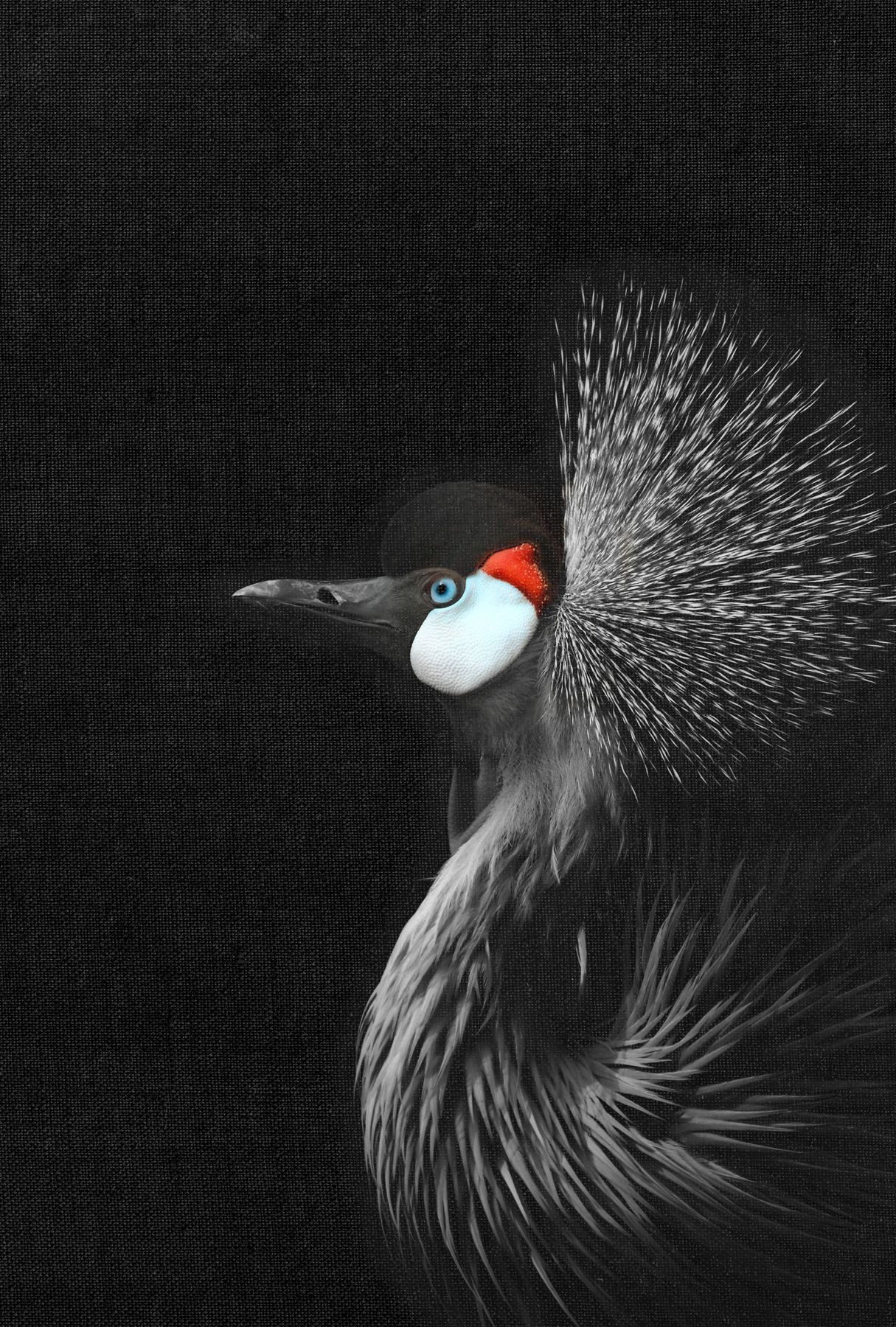Leinwand Crowned Crane 40 x 60 cm