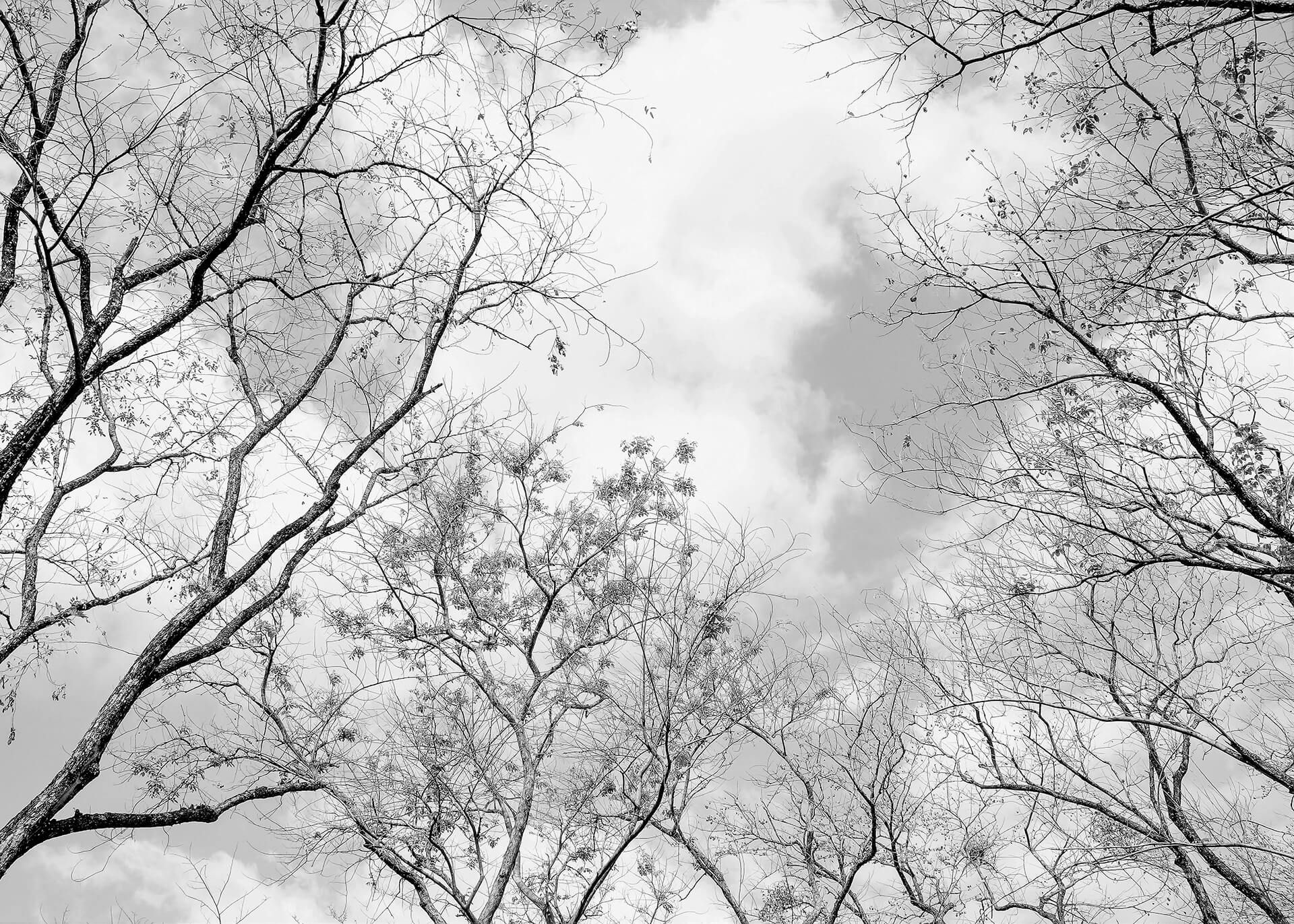 Leinwandbild Bäume, weiß, 70x50 cm DD123019
