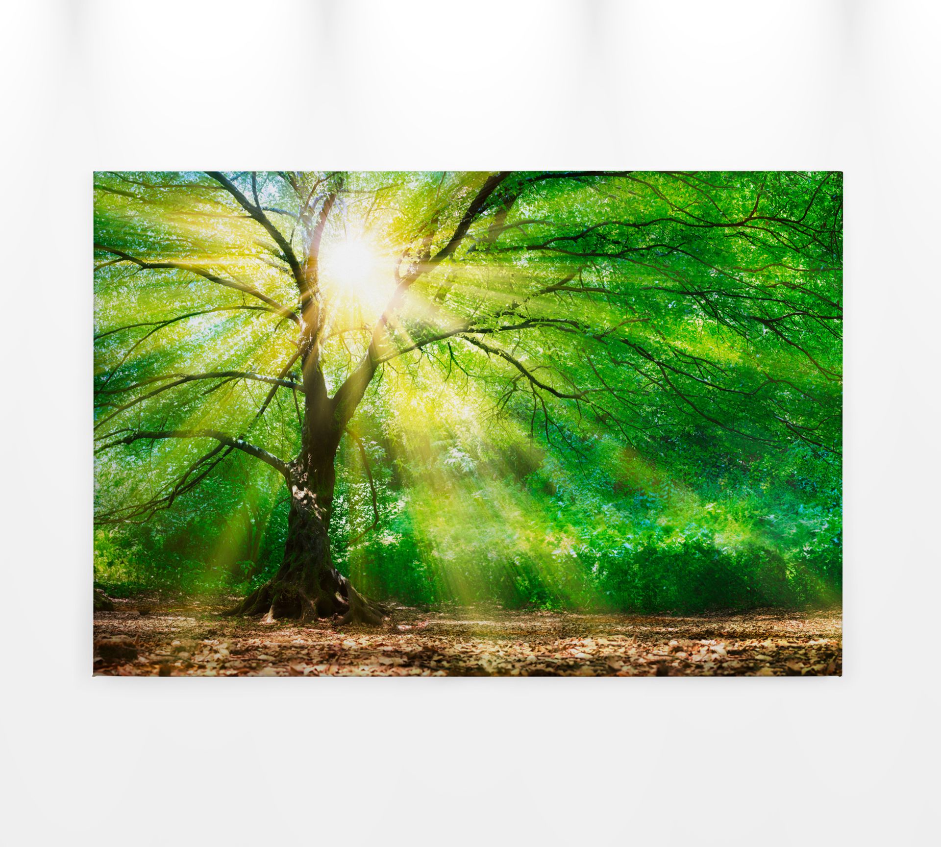 Leinwandbild Baum, grün, 90x60 cm DD120310