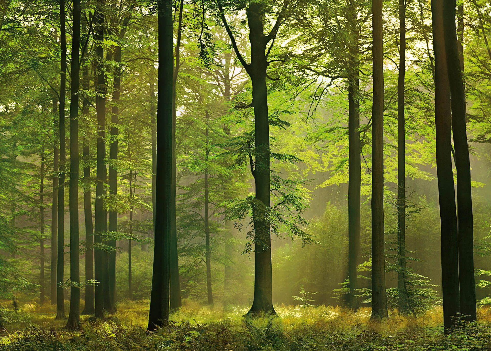 Leinwandbild Wald, grün, 70x50 cm DD123014