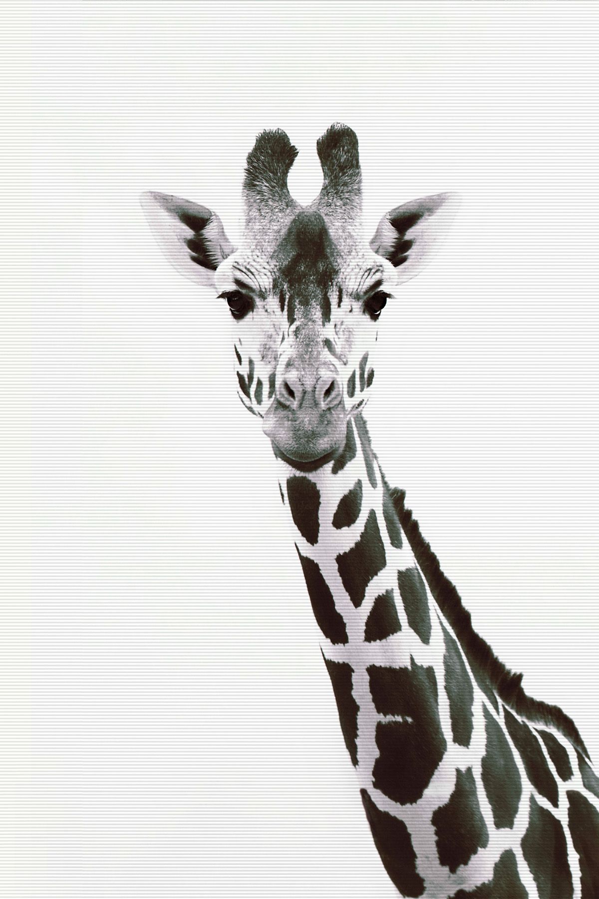Leinwände Giraffe Portrait