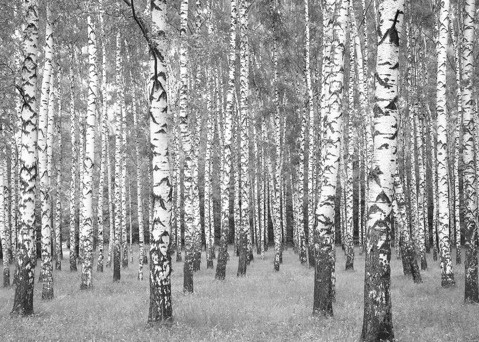 Leinwandbild Birkenwald, schwarz, 70x50 cm DD123018