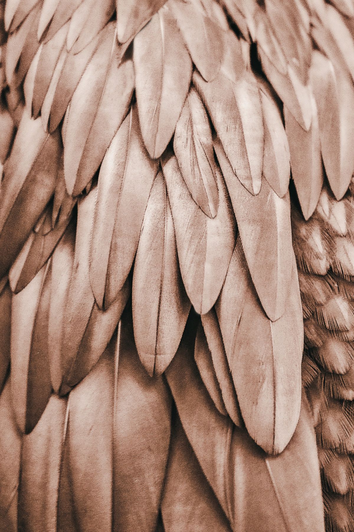 Leinwand Feathers I 50 x 75 cm