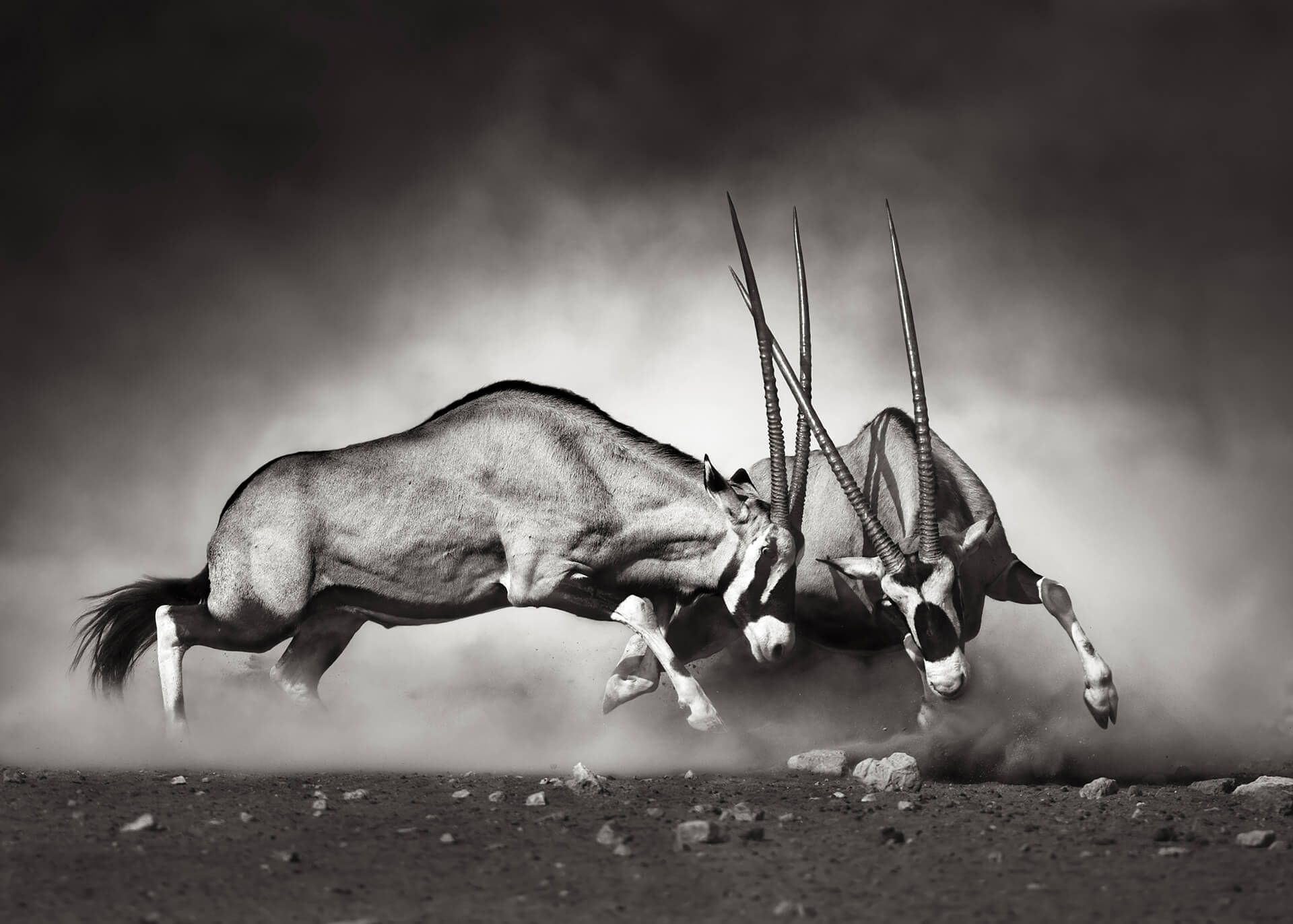 Leinwandbild Oryxantilopen, schwarz, 70x50 cm DD123045