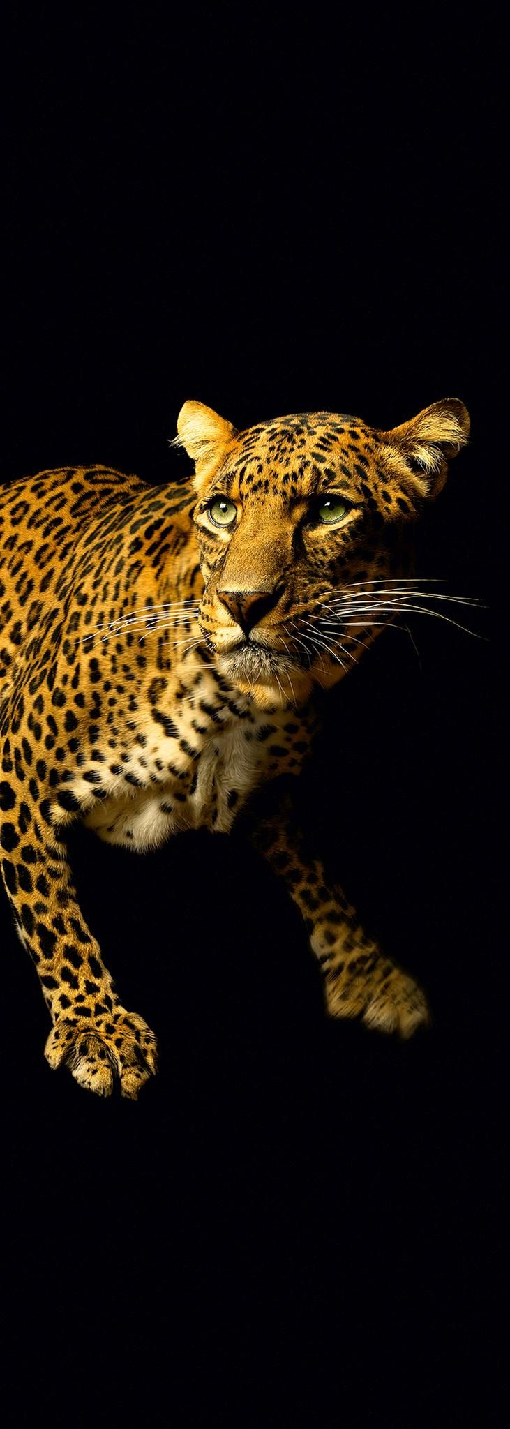 A.S. Création XXL 5 Fototapete, Leopard, 1m x 2,8m DD116074 Dekorbild