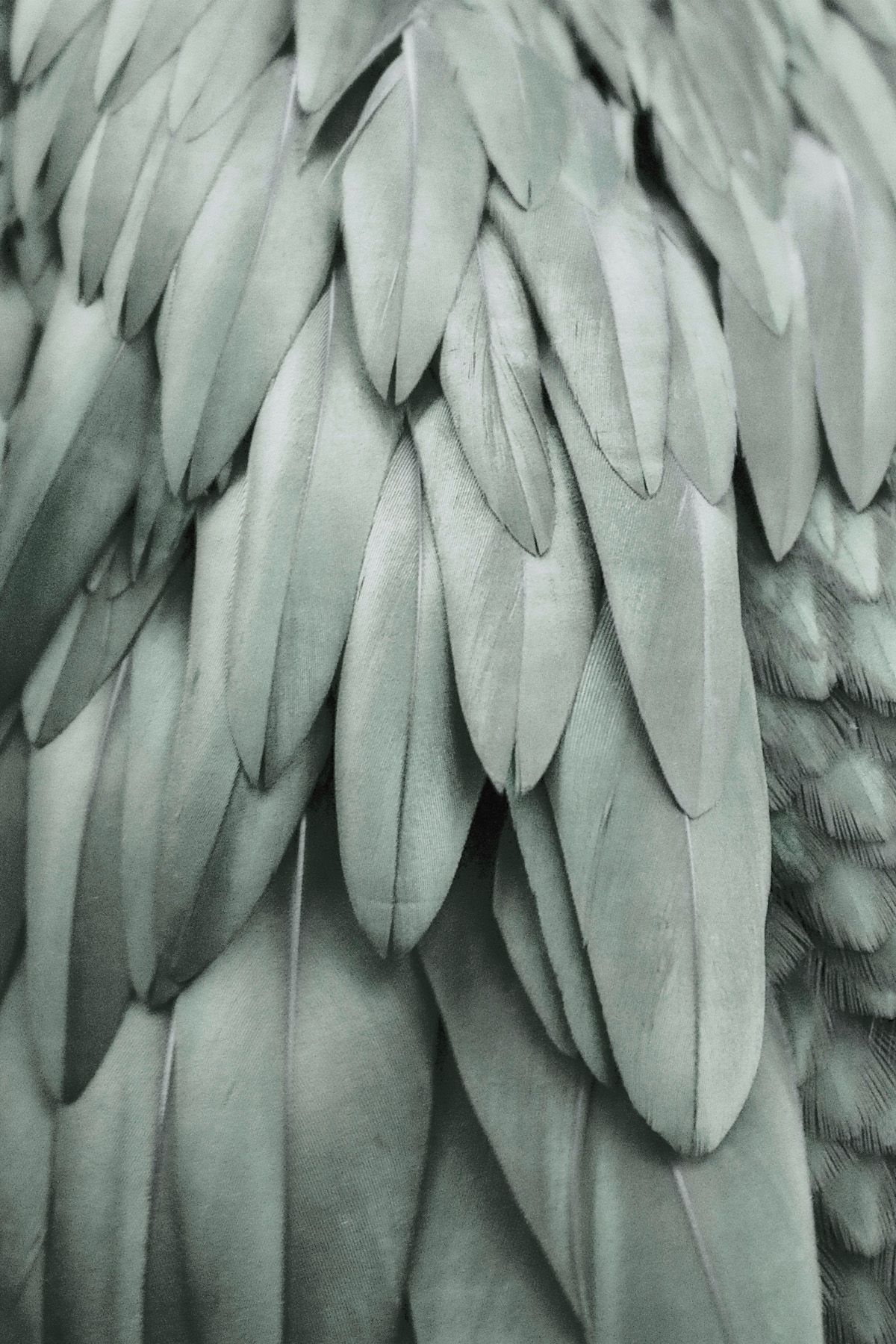 Leinwand Feathers II 40 x 60 cm