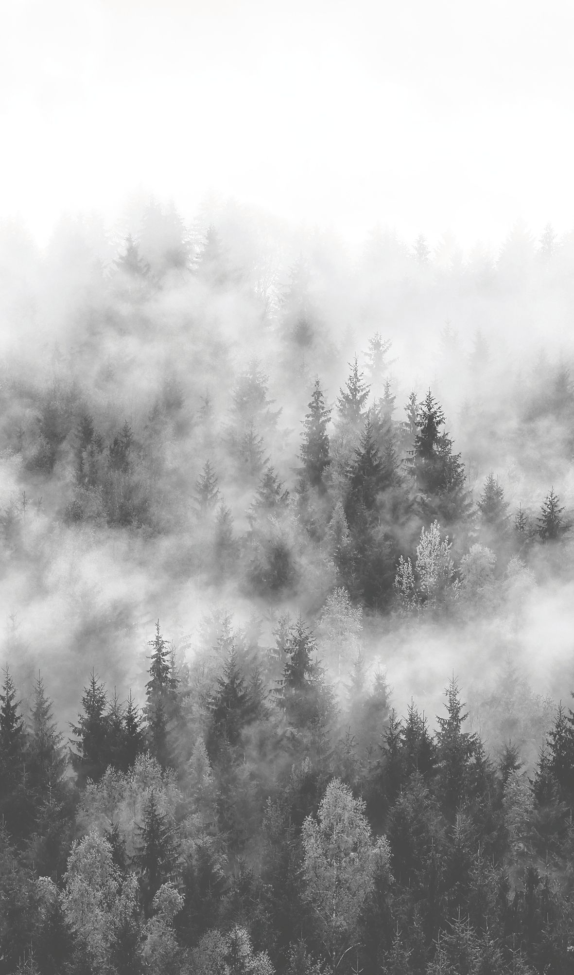 Marburg Fototapete Wald & Nebel, natürlich grau 47268