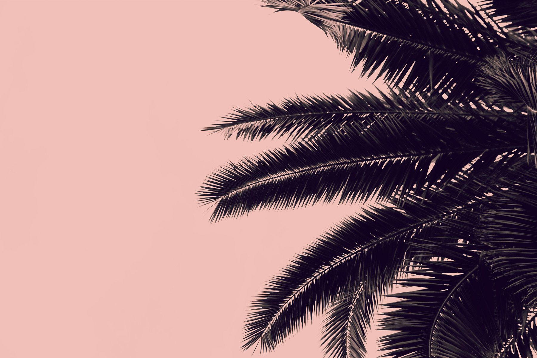 Leinwände Palm Tree