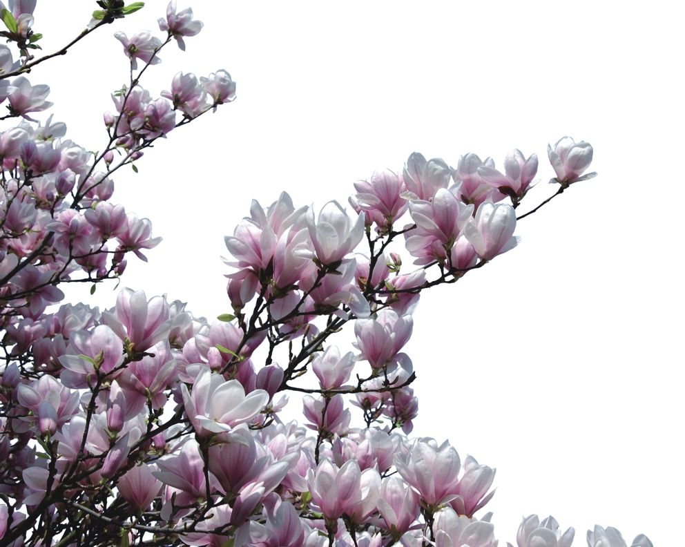 Rasch Selection Digital, Floral, rosa weiß 890303 Dekorbild