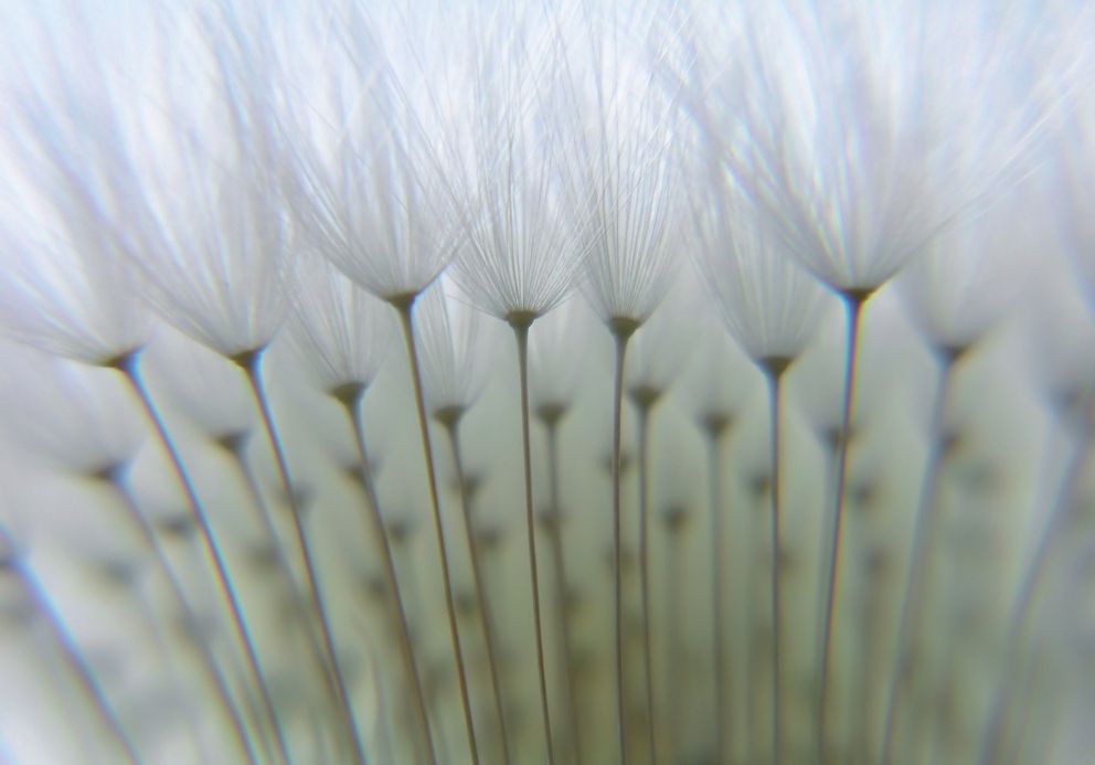 Rasch Selection Digital, Floral, grau grün 890808 Dekorbild