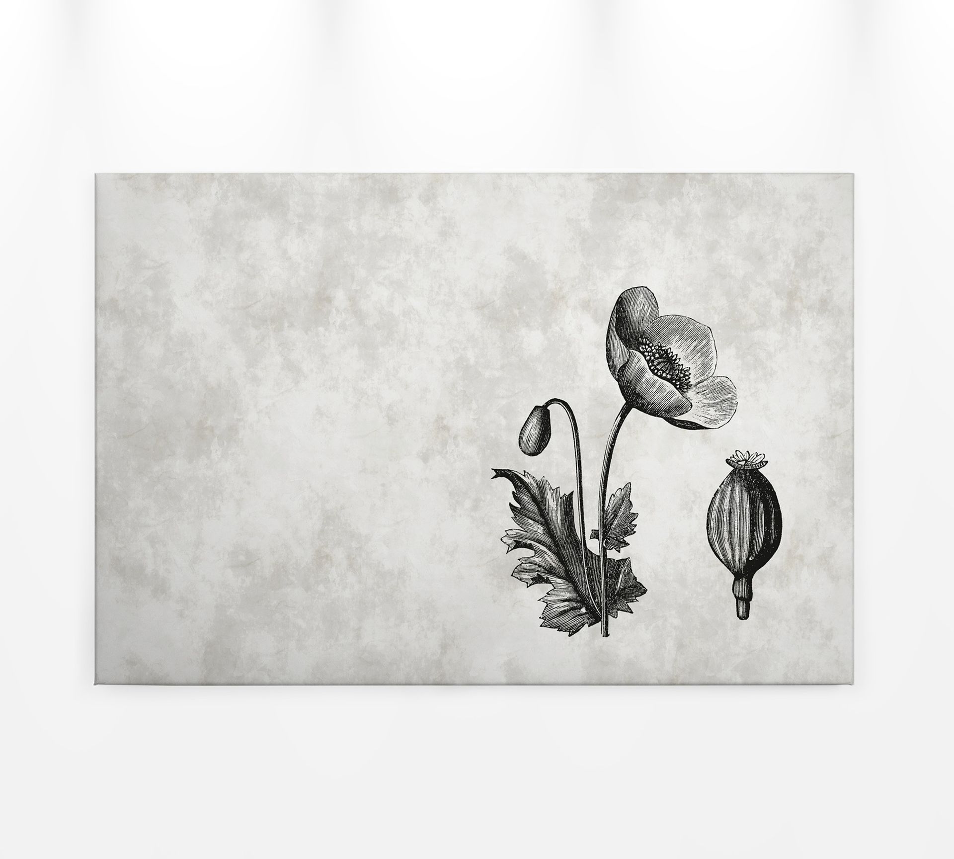 Leinwandbild Mohnblume, grau, 90x60 cm DD120368
