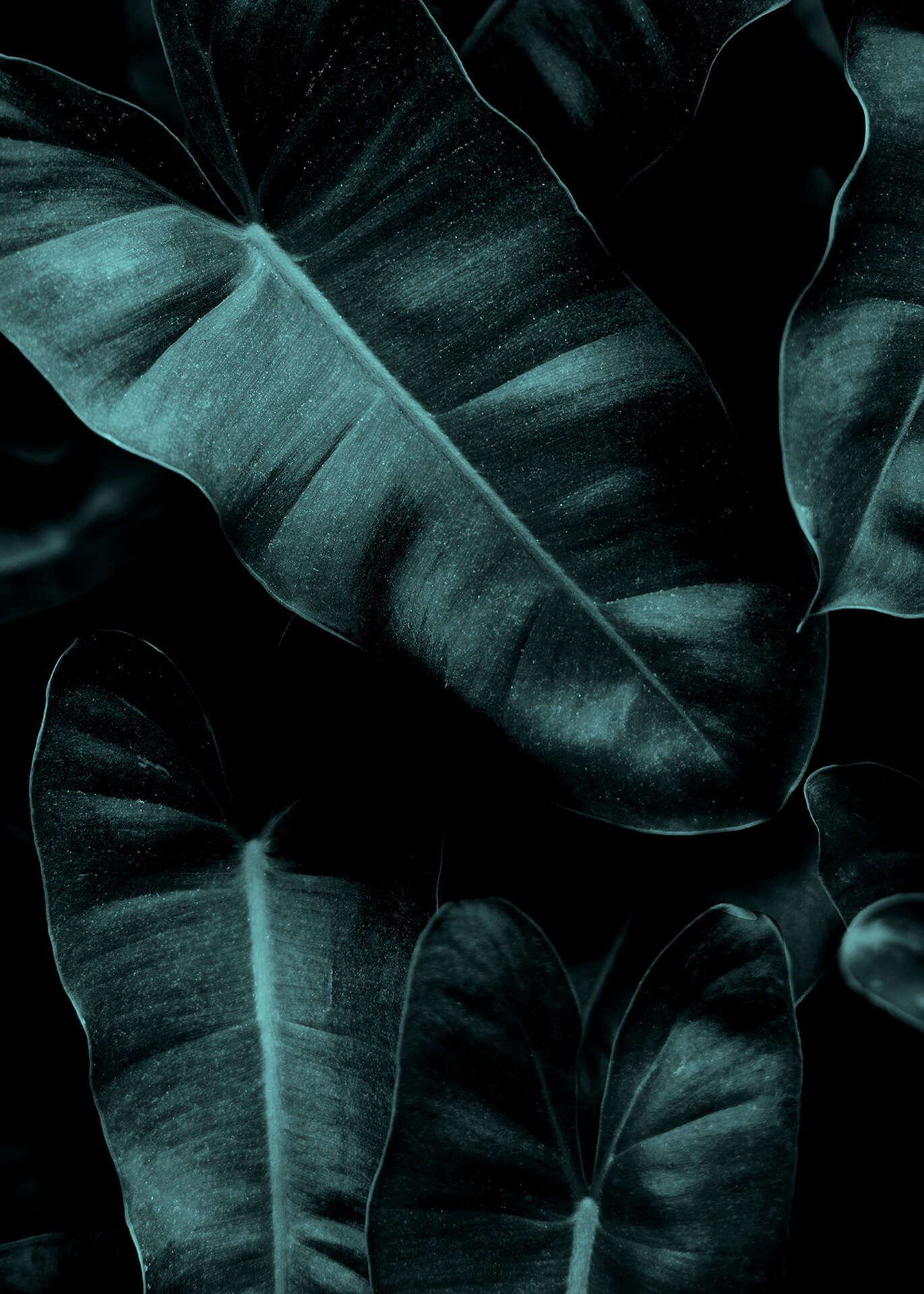 Leinwandbild Blätter, schwarz, 50x70 cm DD123121