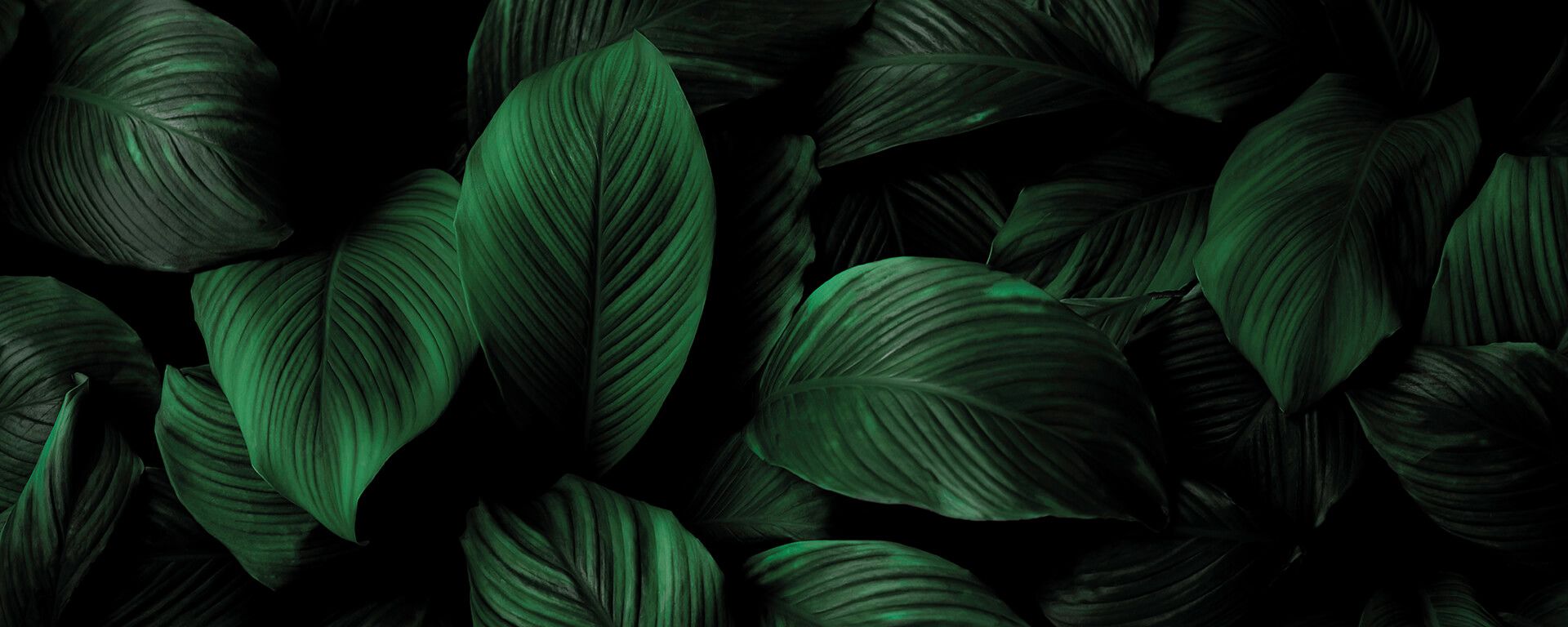 Leinwandbild Blätter, dunkelgrün, 100x40 cm DD123224