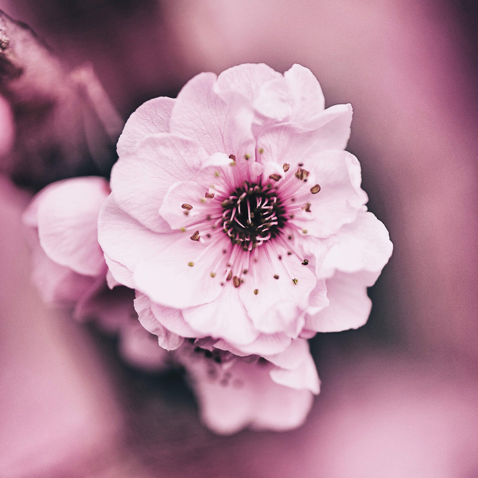 Leinwandbild Blüte, rosa, 50x50 cm DD123257