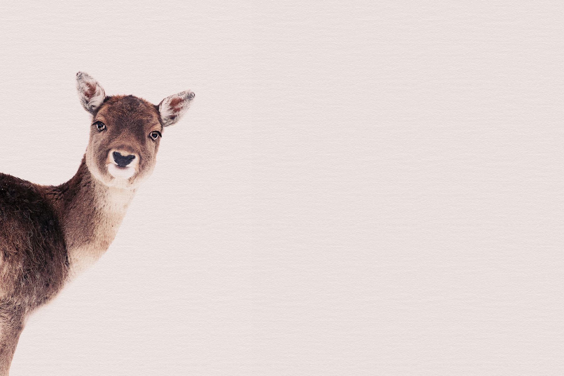 Leinwand Deer Rose 45 x 30 cm