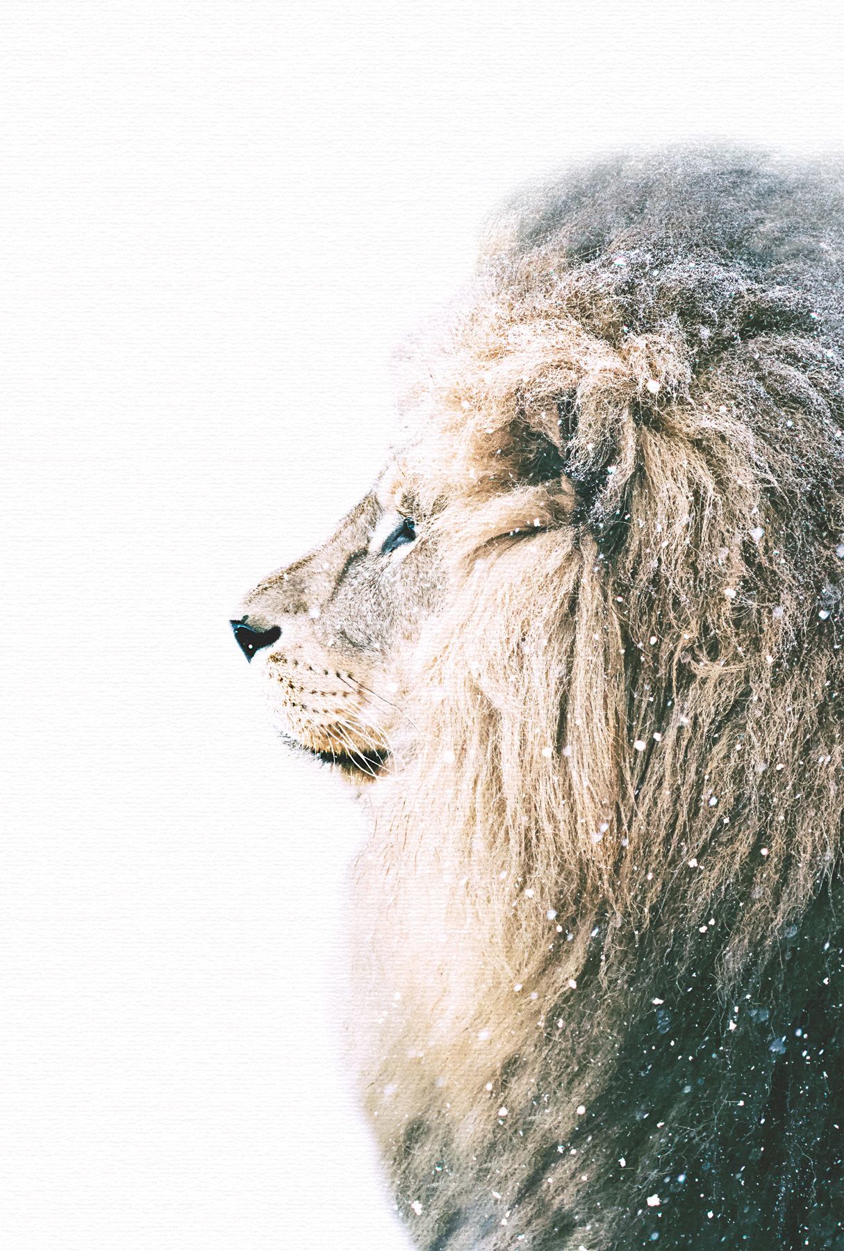 Leinwand Lion In Snow 80 x 120 cm