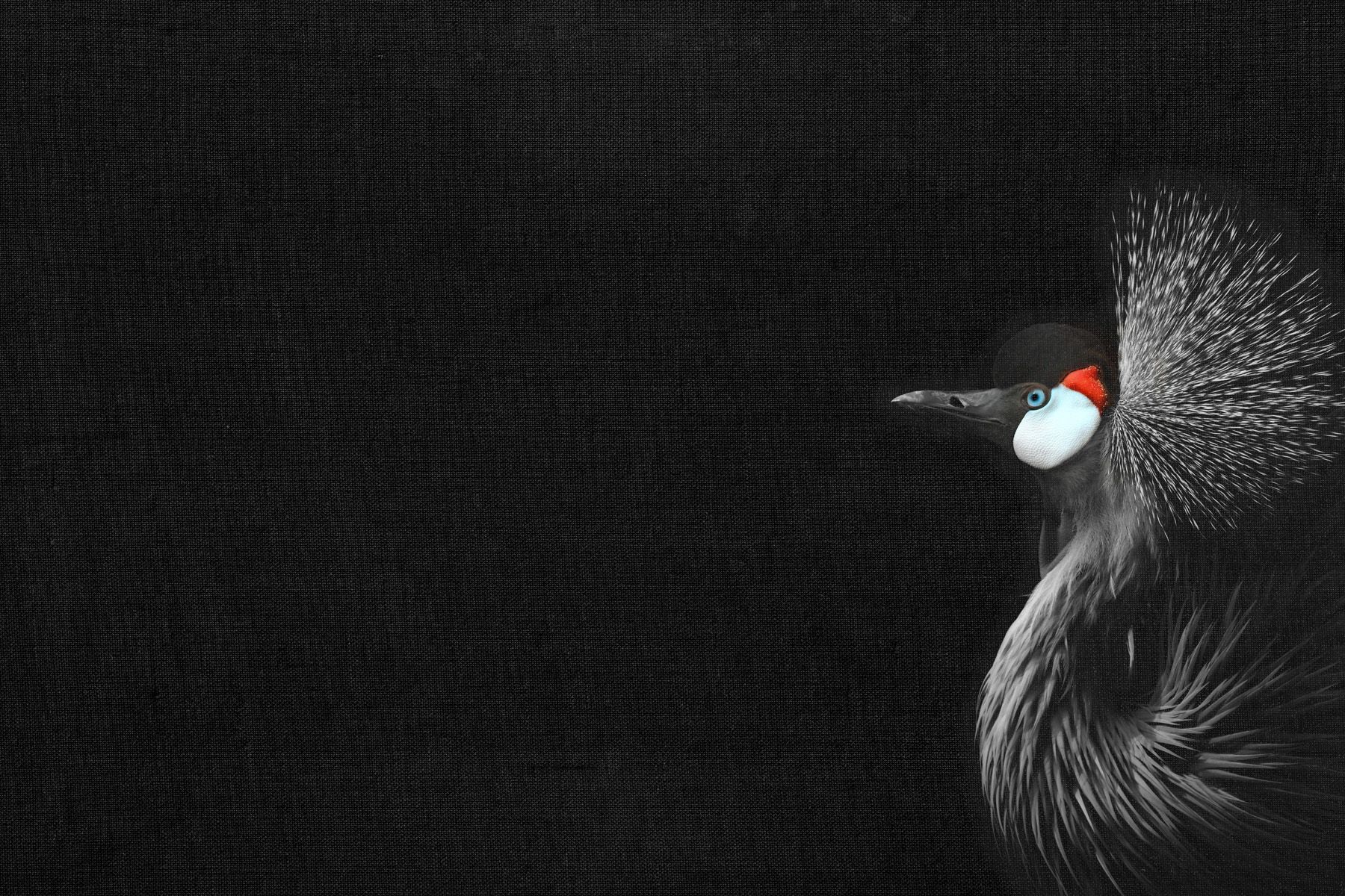 Leinwand Crowned Crane 75 x 50 cm