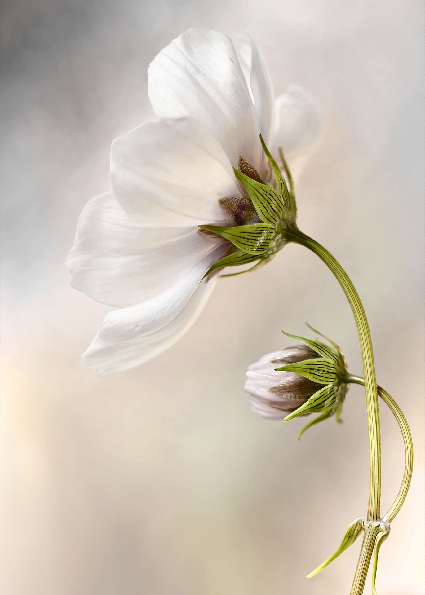 50x70 Blume, Leinwandbild DD123116 weiß, cm