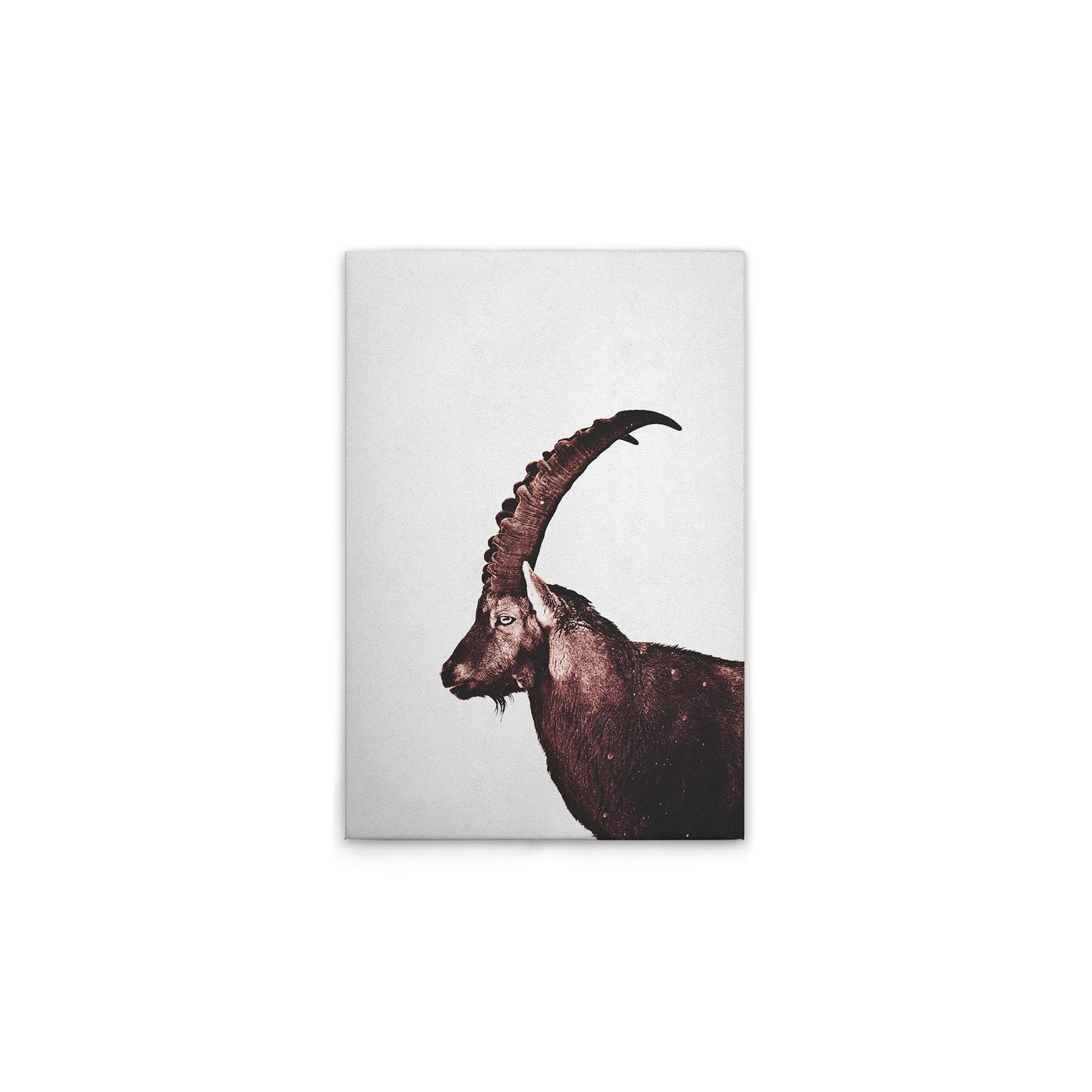 Leinwand Capricorn Snow 50 x 75 cm