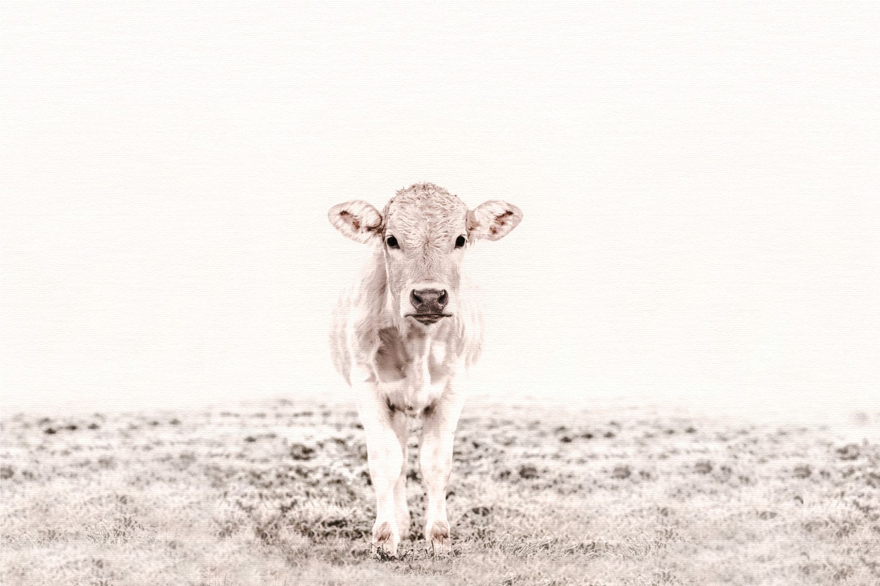 Leinwand Highland Cattle III 70 x 50 cm Leinwand Highland Cattle III 70 x 50 cm