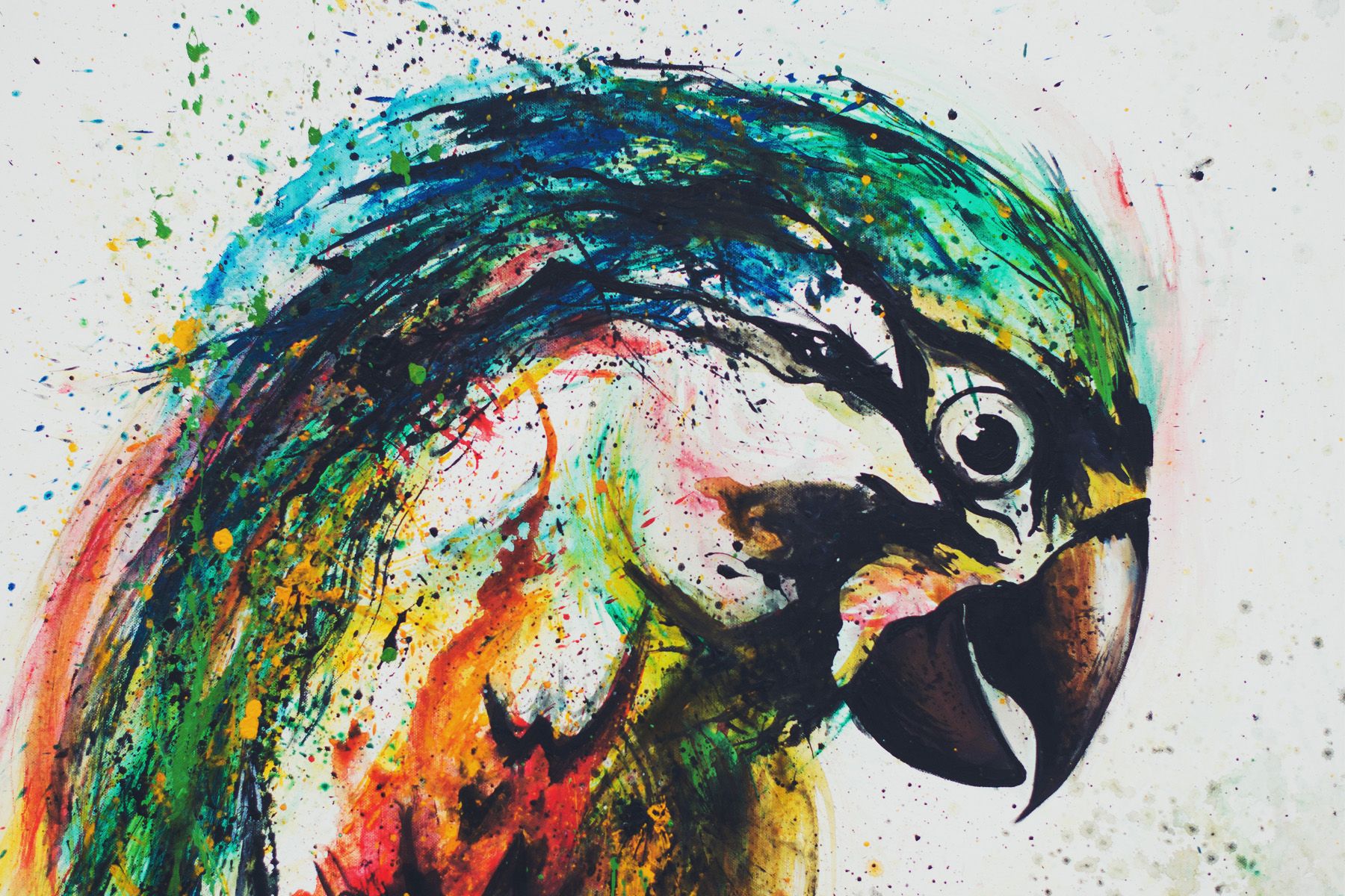 Leinwand Parrot 60 x 40 cm