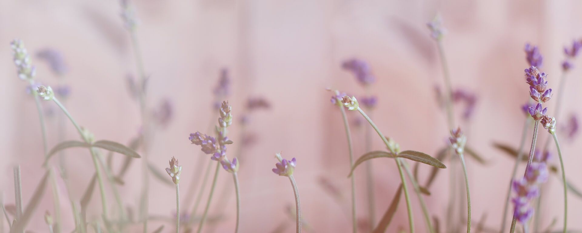 Leinwandbild Lavendel, rosa, 100x40 cm DD123221