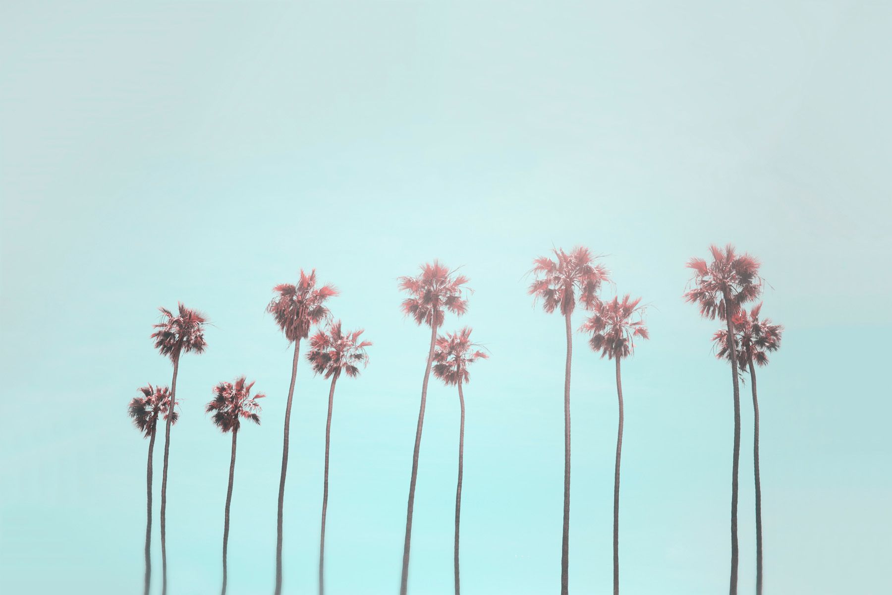 Leinwand Tropical Trees 90 x 60 cm