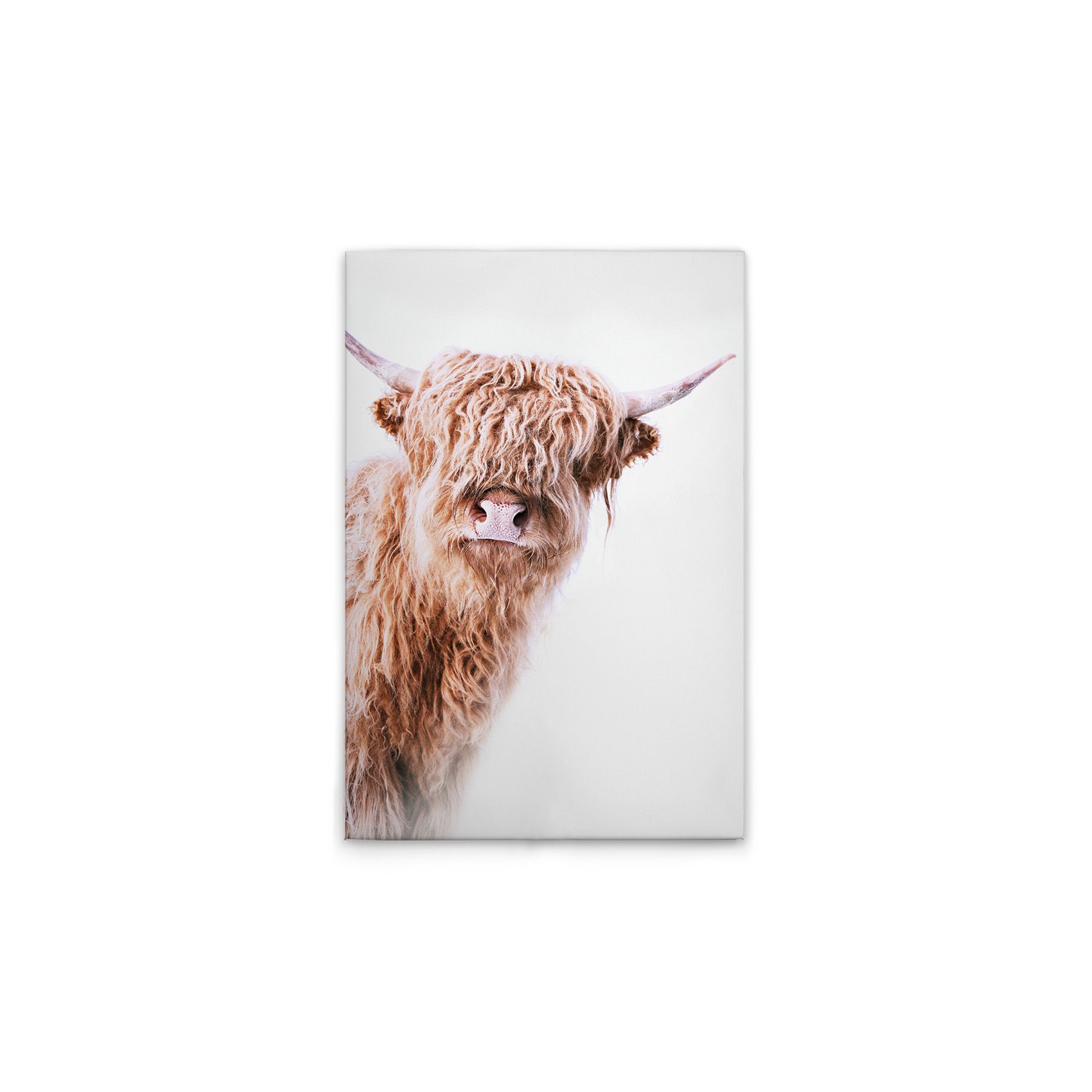 Leinwand Highland Cattle II 50 x 70 cm Leinwand Highland Cattle II 50 x 70 cm
