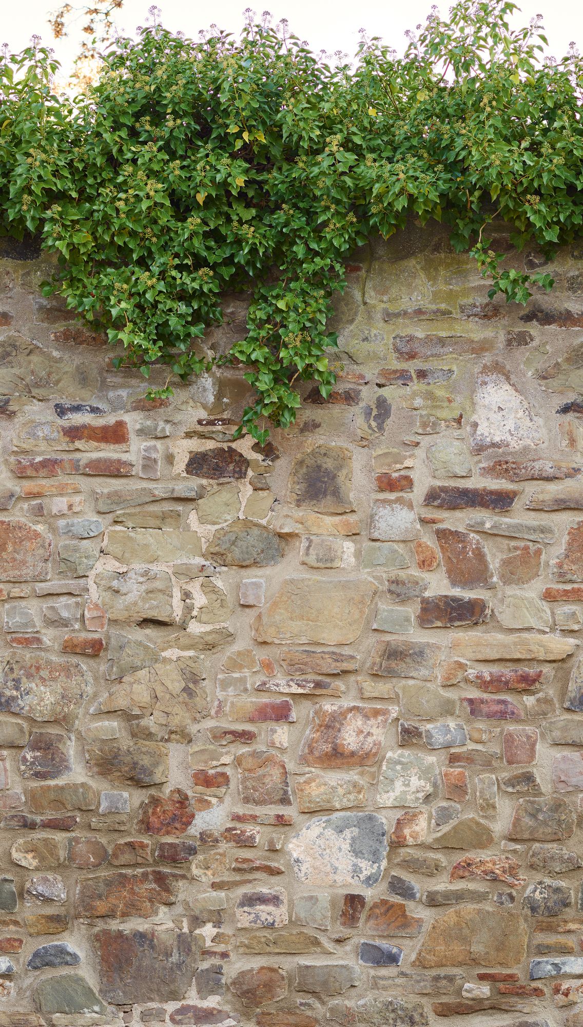 Fototapete Steinwand - Efeu, beige, braun, Livingwalls 392471