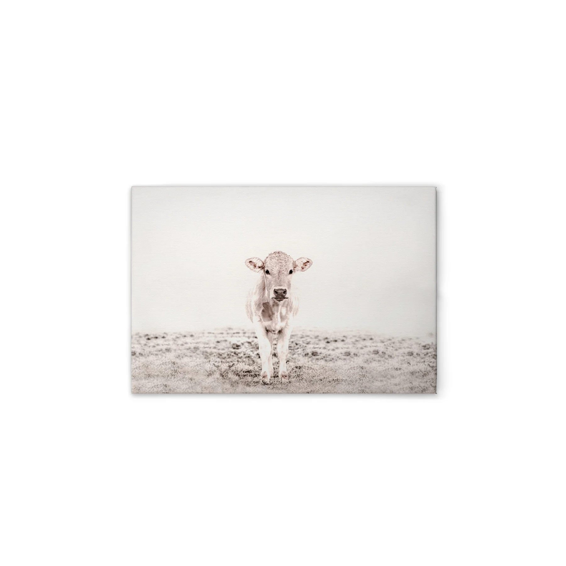 Leinwand Highland Cattle III 70 x 50 cm Leinwand Highland Cattle III 70 x 50 cm