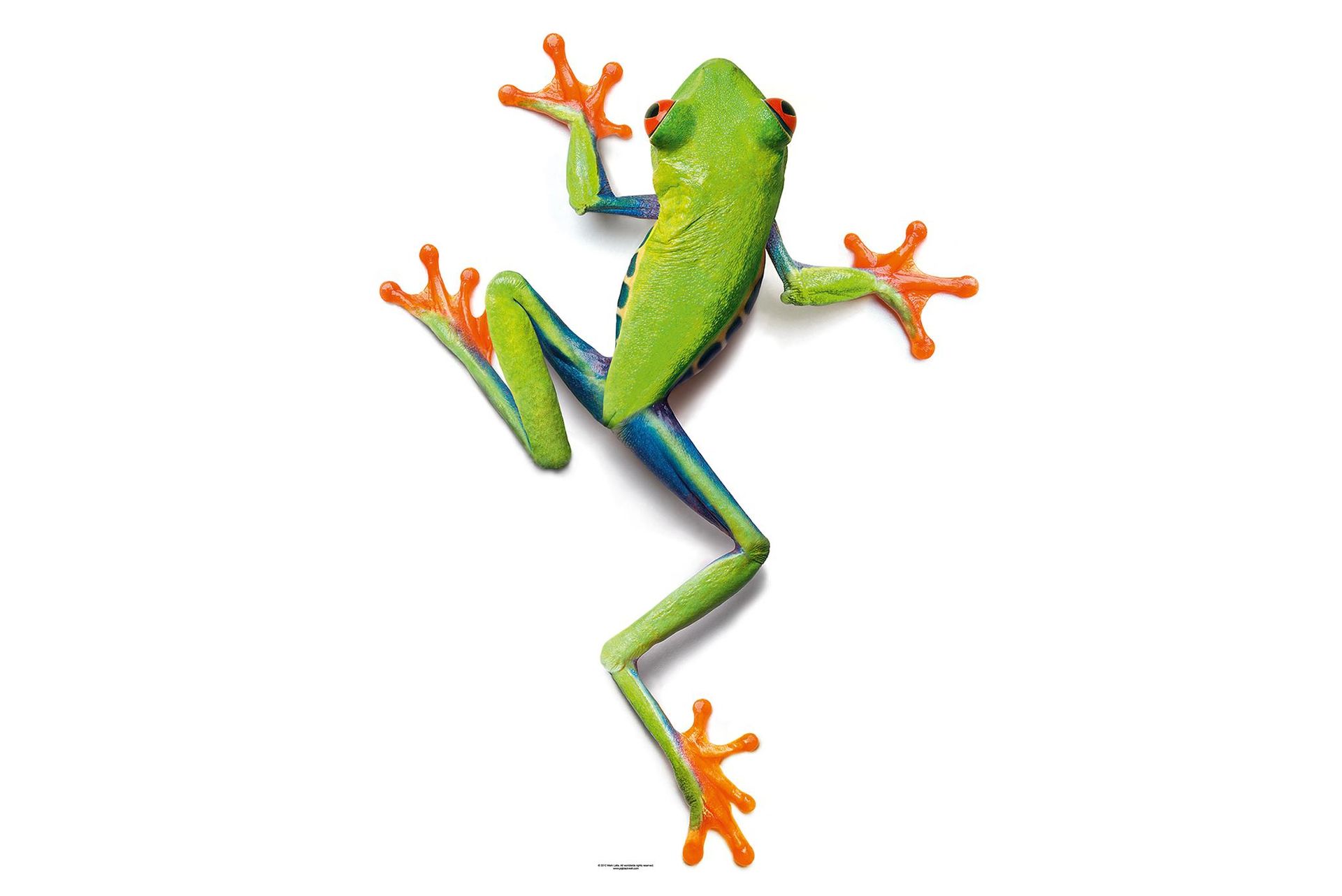 A.S. Création XXL 5 Fototapete, Frosch, 4m x 2,67m DD114717