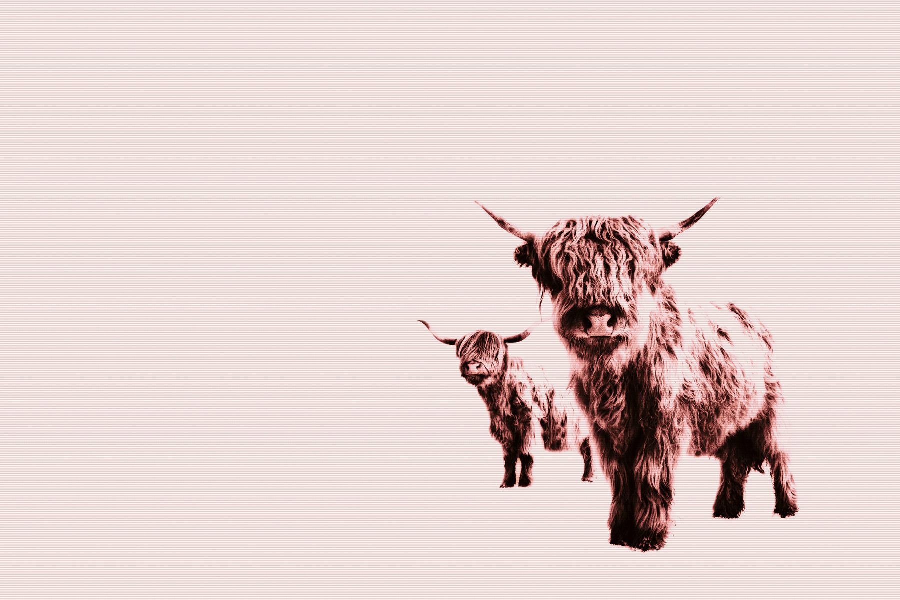 Leinwand Highland Cows 70 x 50 cm
