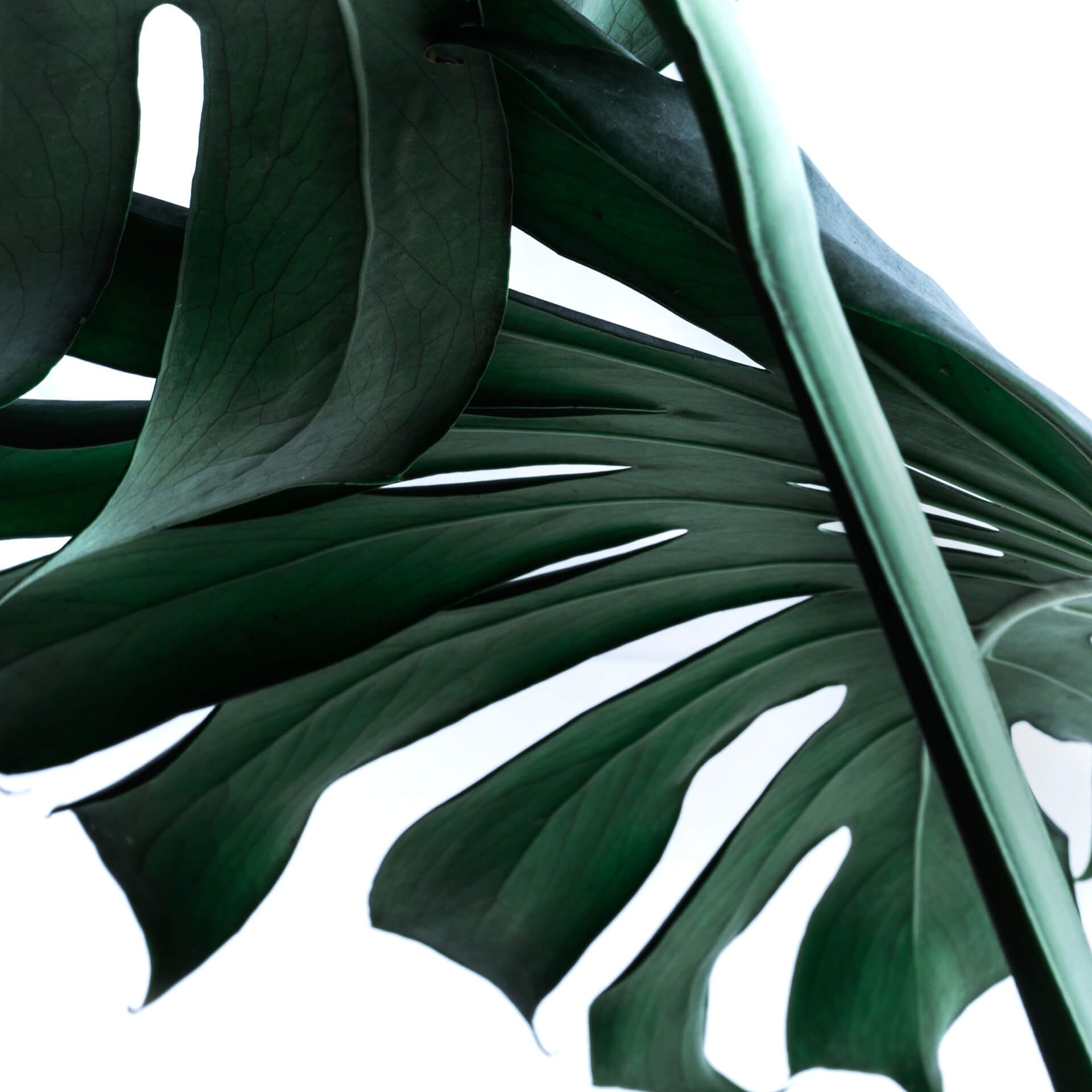 Leinwandbild Blätter, grün, 50x50 cm DD123250