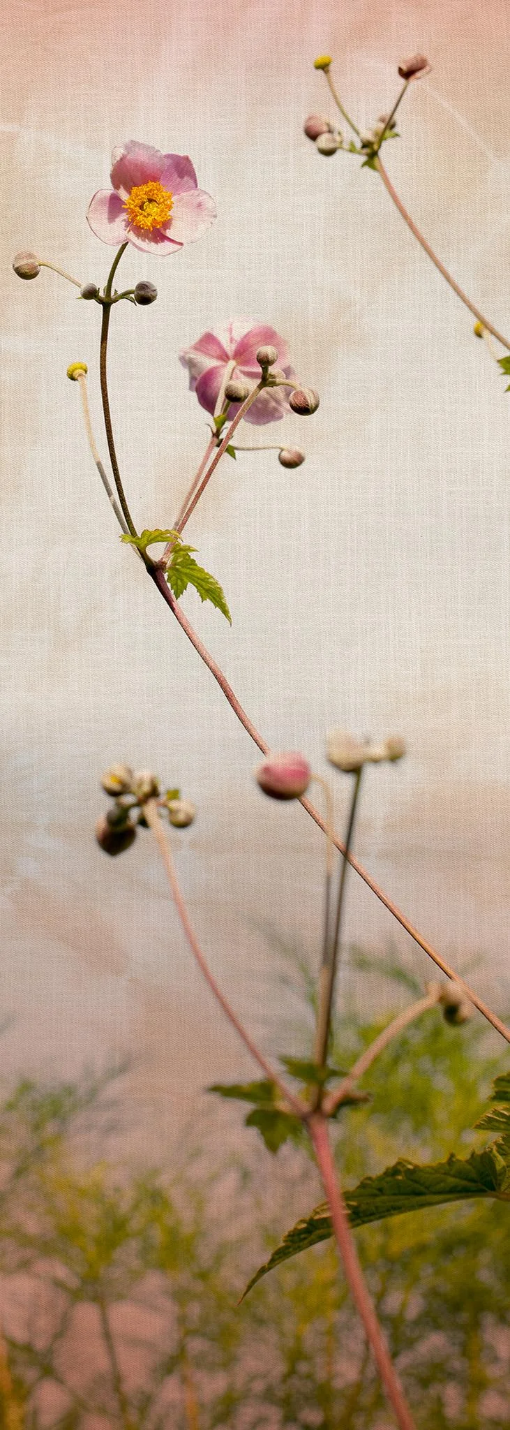 A.S. Création XXL 5 Fototapete, Blume, 1m x 2,8m DD115924