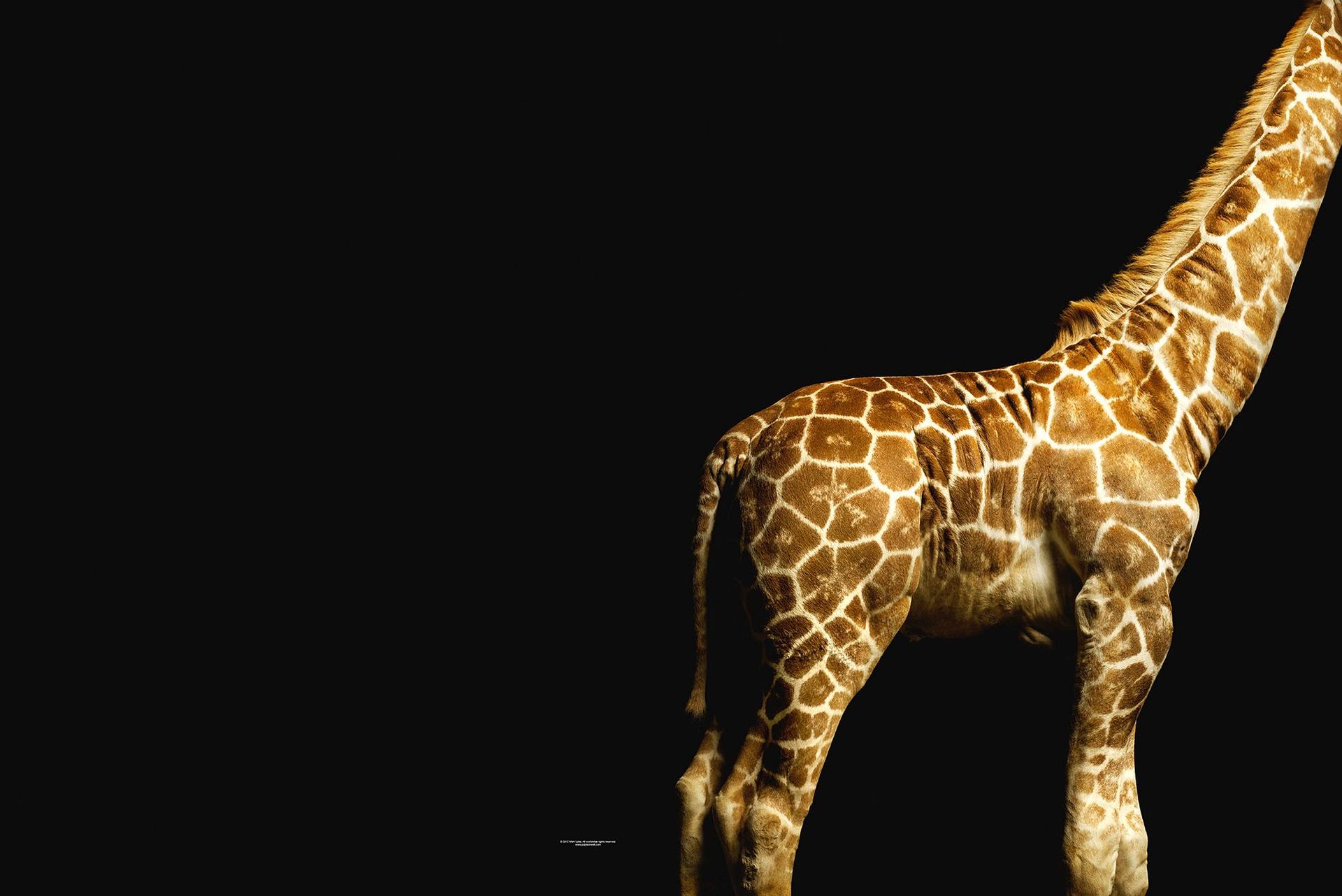 A.S. Création XXL 5 Fototapete, Giraffe, 4m x 2,67m DD114680
