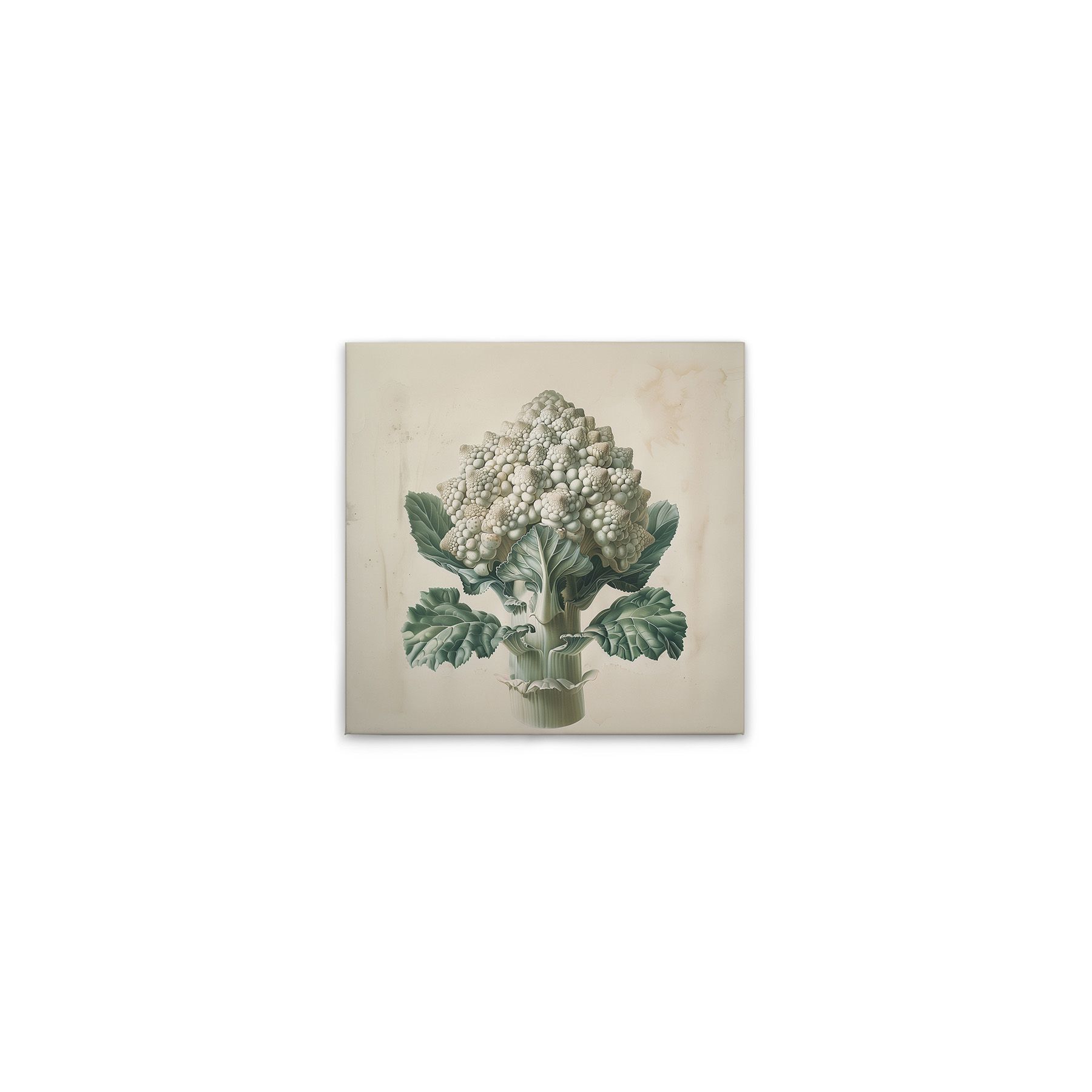 Leinwand Romanesco Weiss 40 x 40 cm