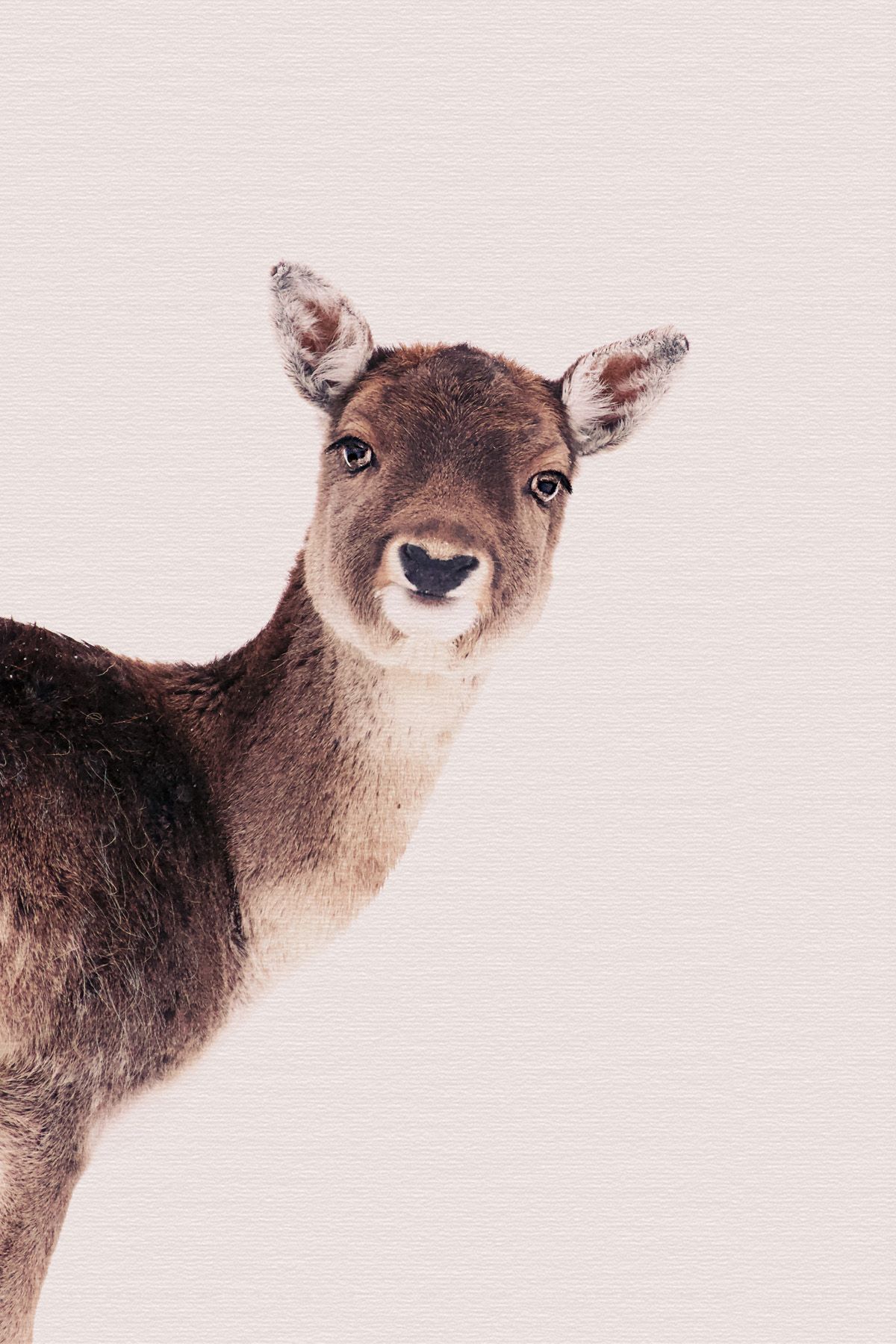 Leinwand Deer Rose 60 x 90 cm