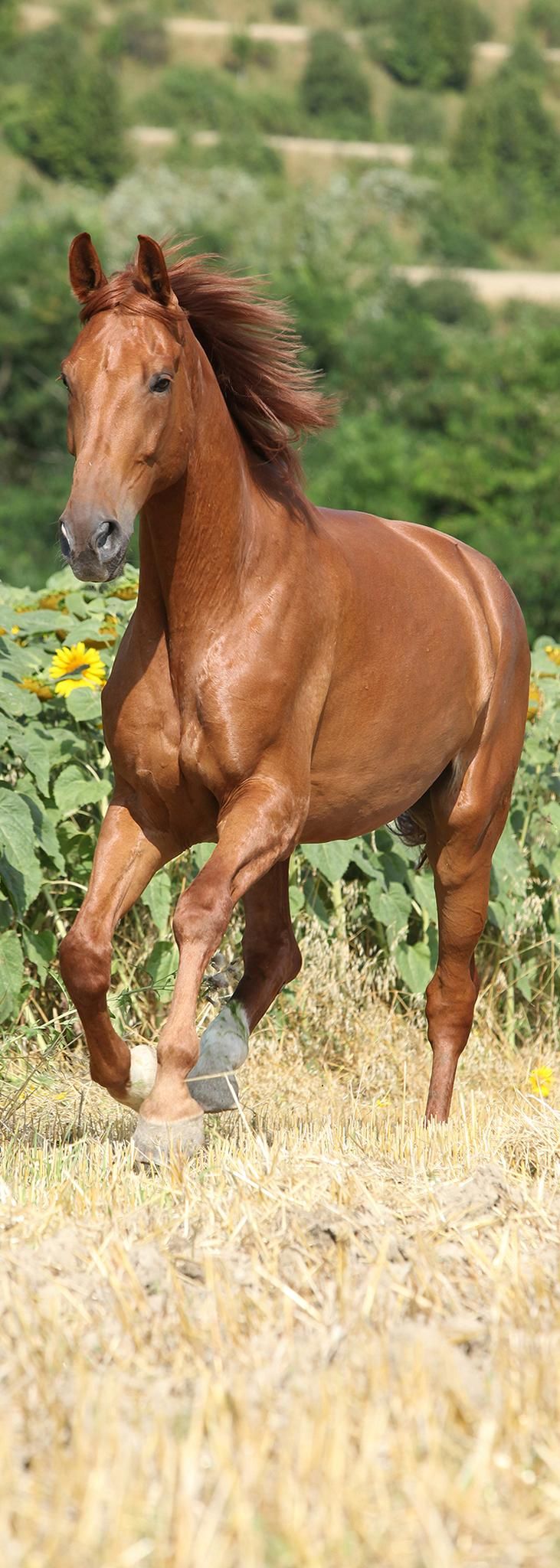 A.S. Création XXL 5 Fototapete, Pferd, 1m x 2,8m DD115859 Dekorbild