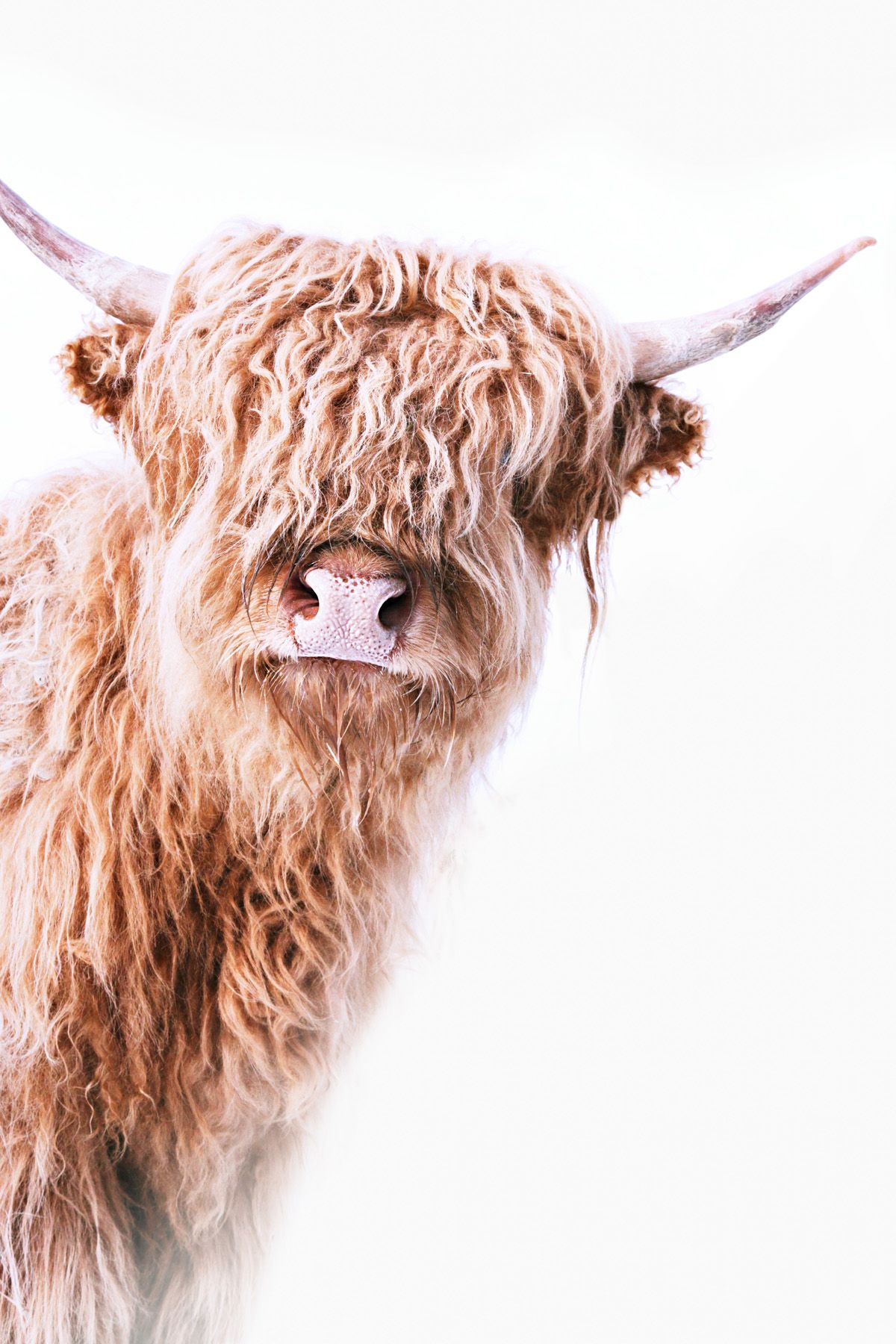 Leinwand Highland Cattle II 50 x 70 cm Leinwand Highland Cattle II 50 x 70 cm