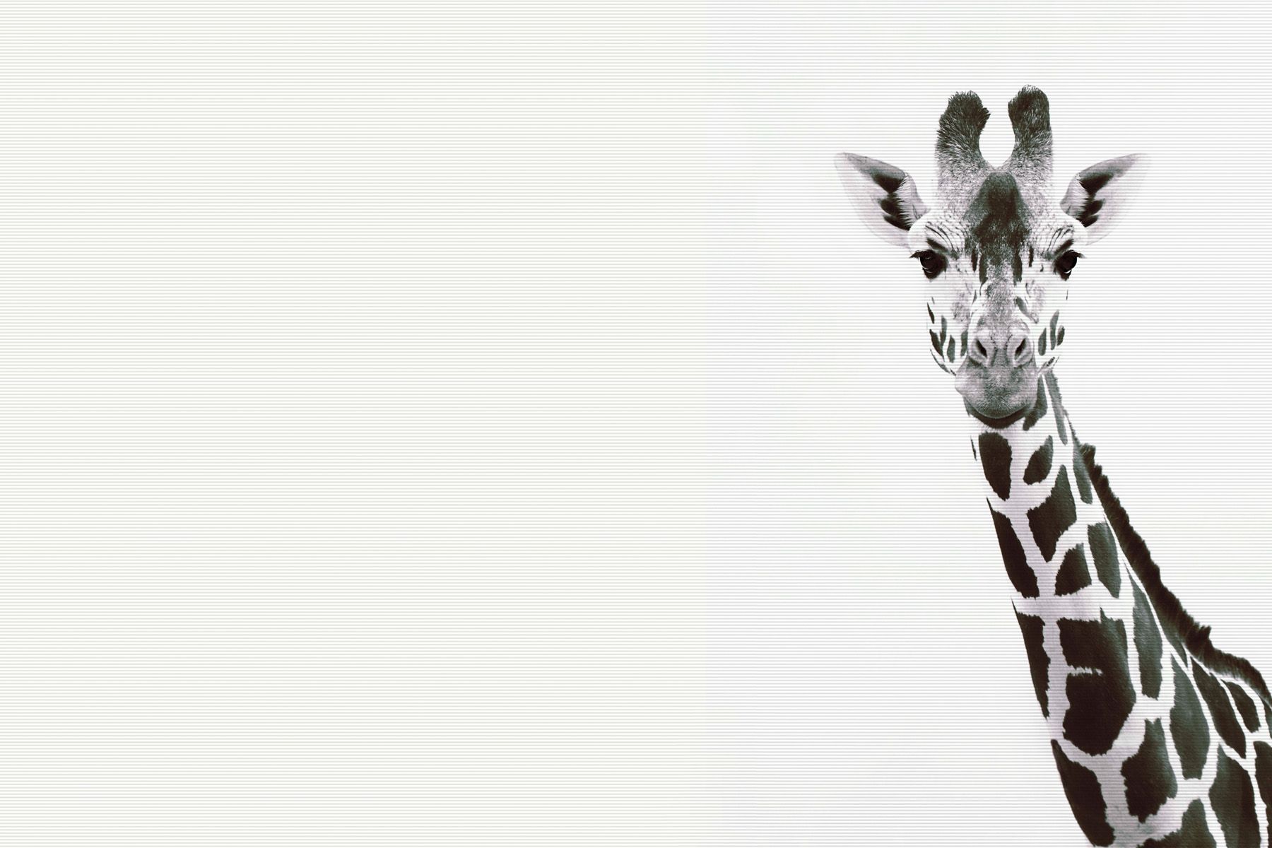 Leinwand Giraffe Portrait 75 x 50 cm