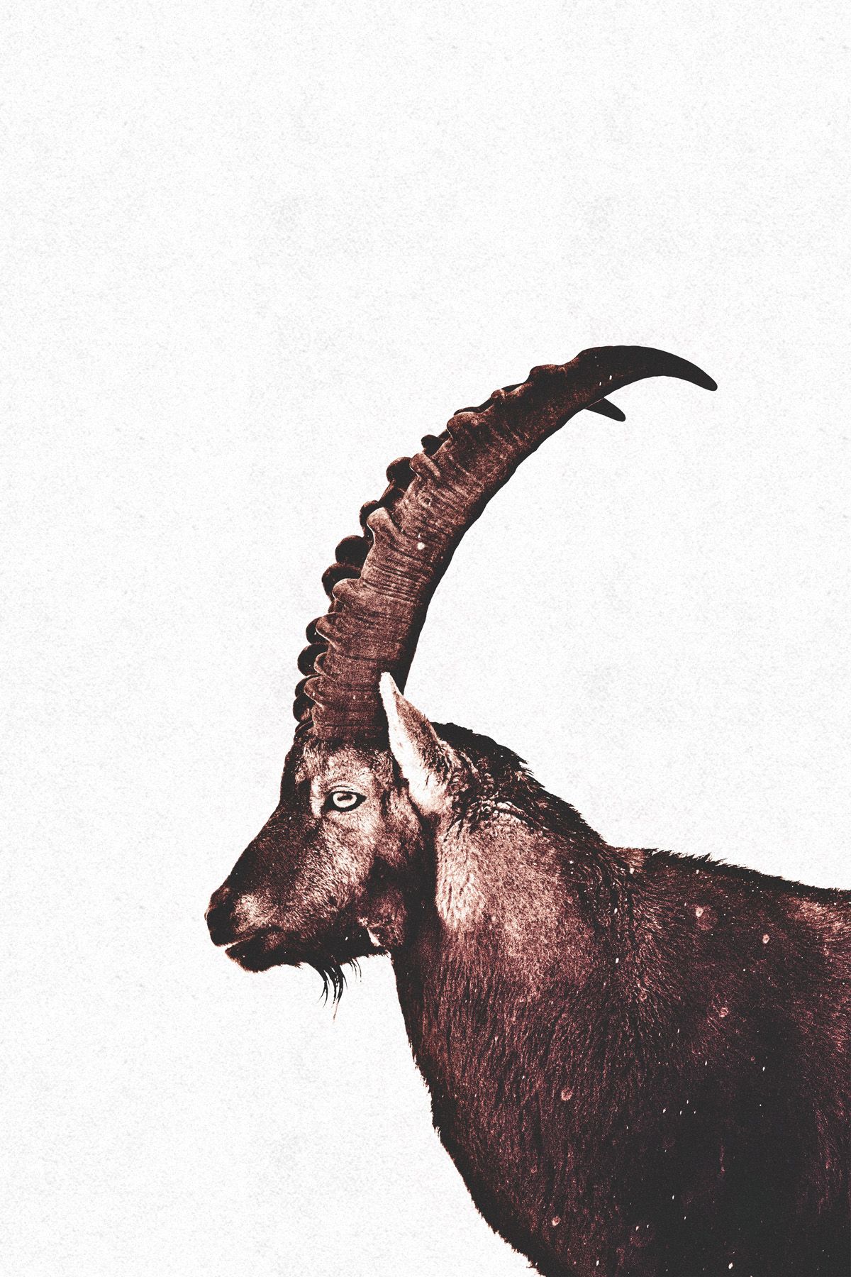 Leinwand Capricorn Snow 50 x 75 cm