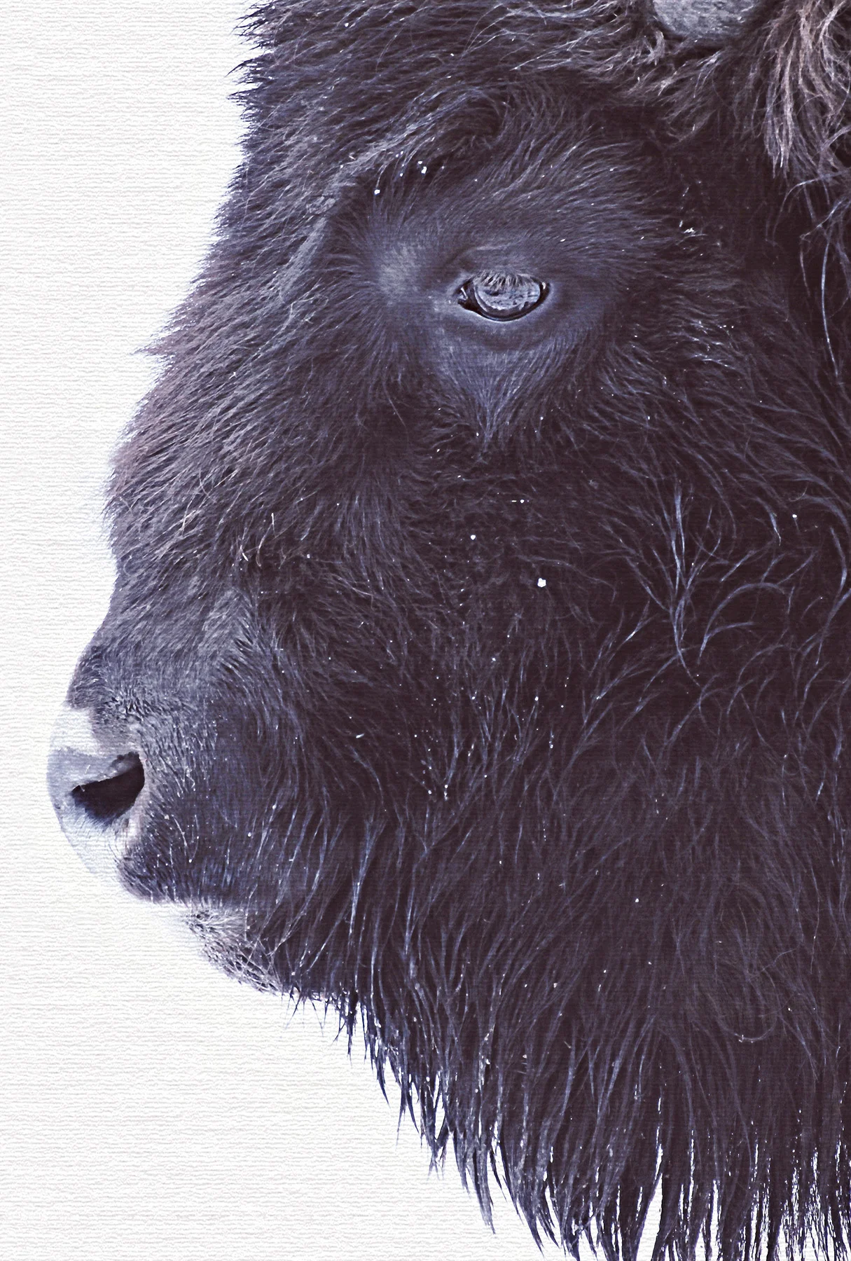 Leinwände Black Buffalo