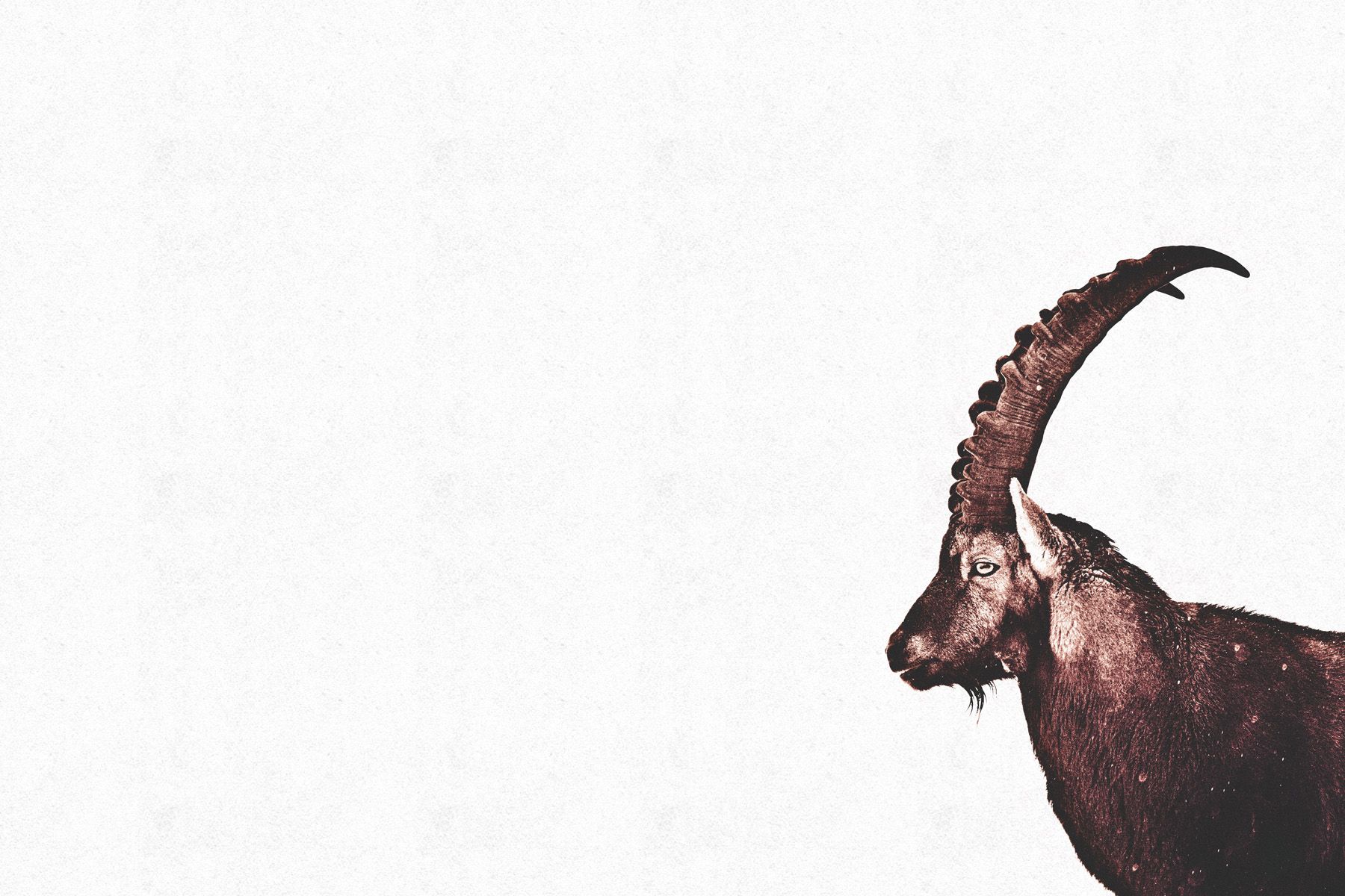 Leinwand Capricorn Snow 75 x 50 cm