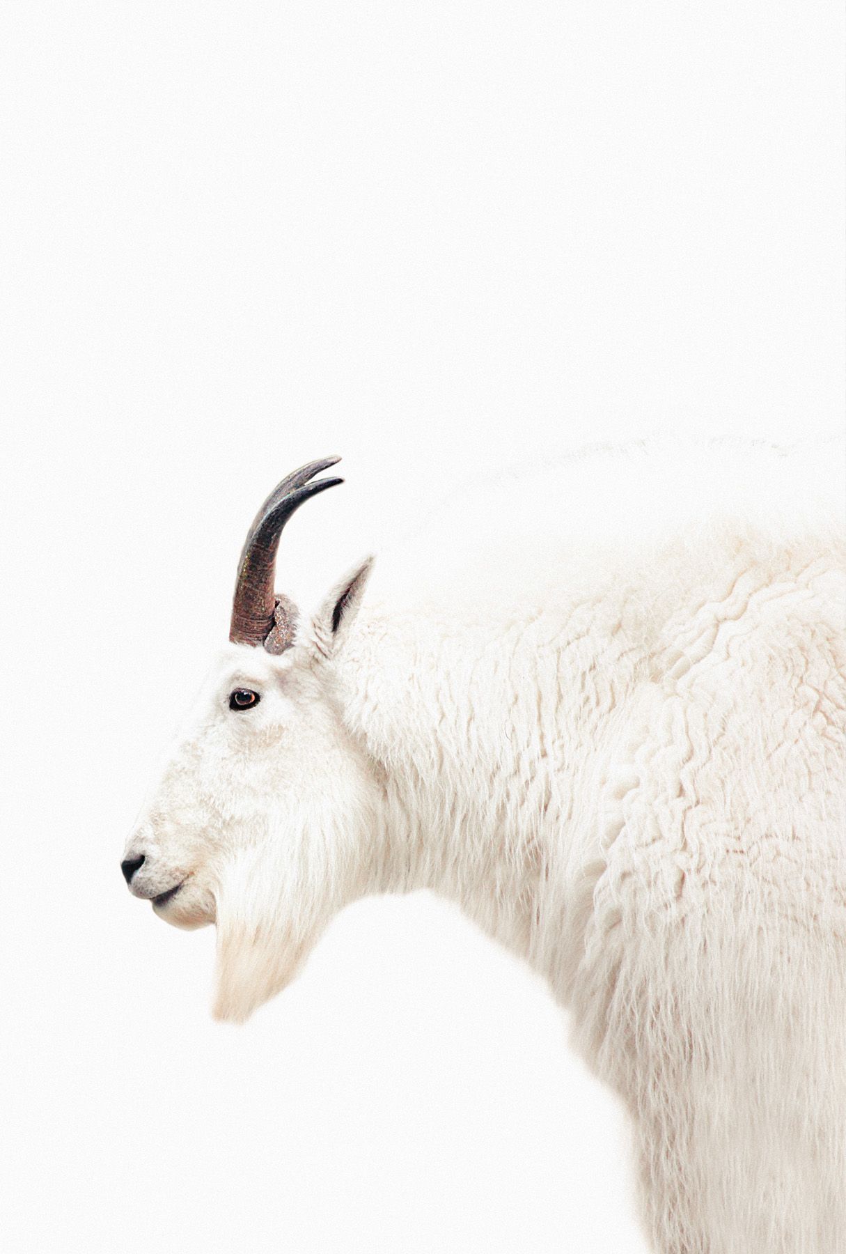 Leinwand Mountain Goat 60 x 90 cm